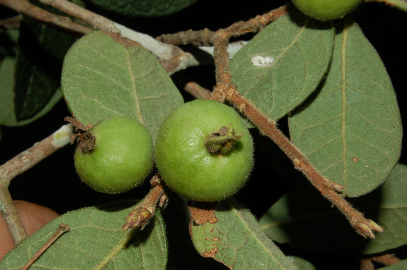 Psidium appendiculatum - 1 fresh seed / 1 frischer Samen