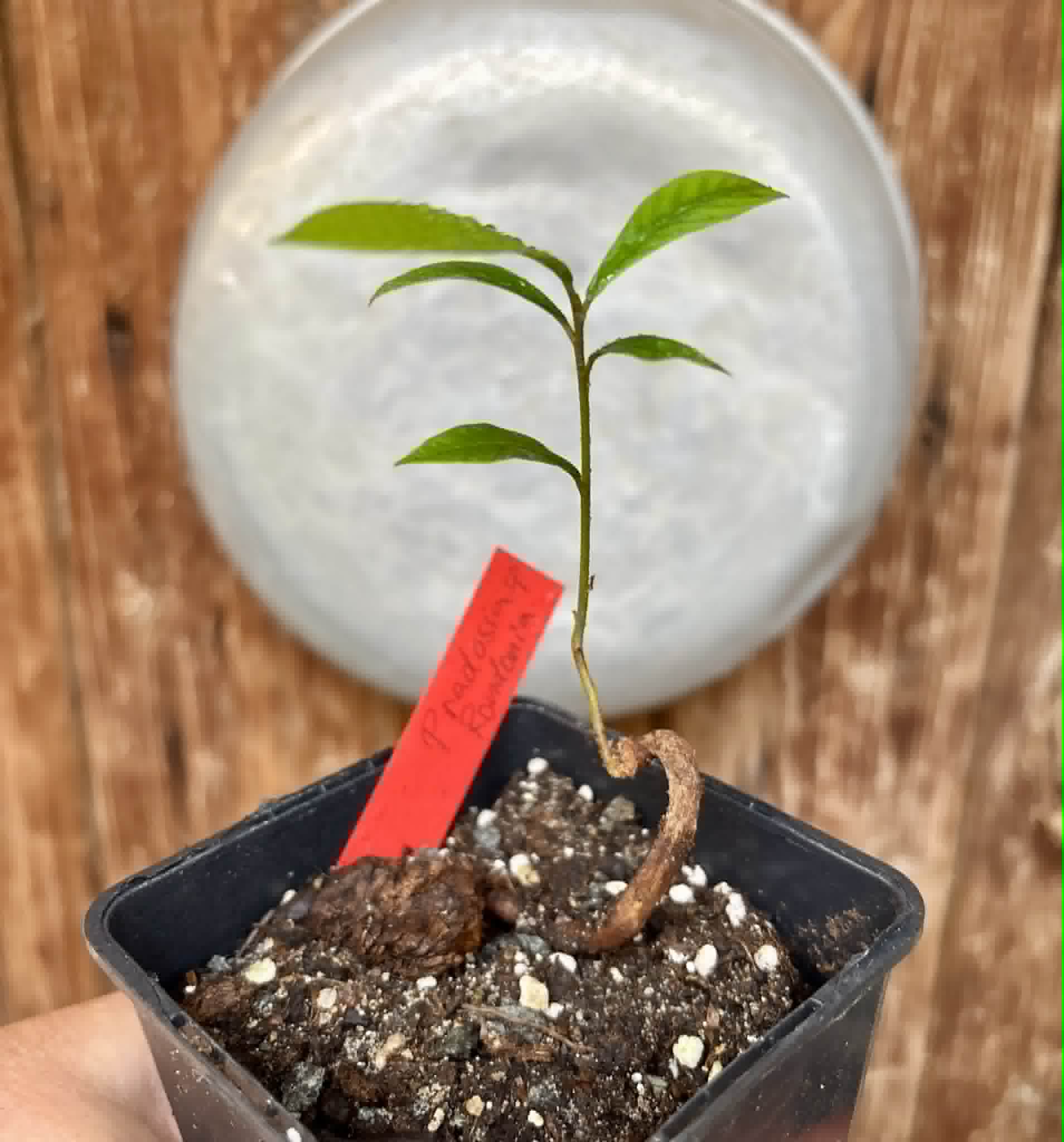 Pradosia sp Rondonia - 1 potted seedling / 1 getopfter Sämling