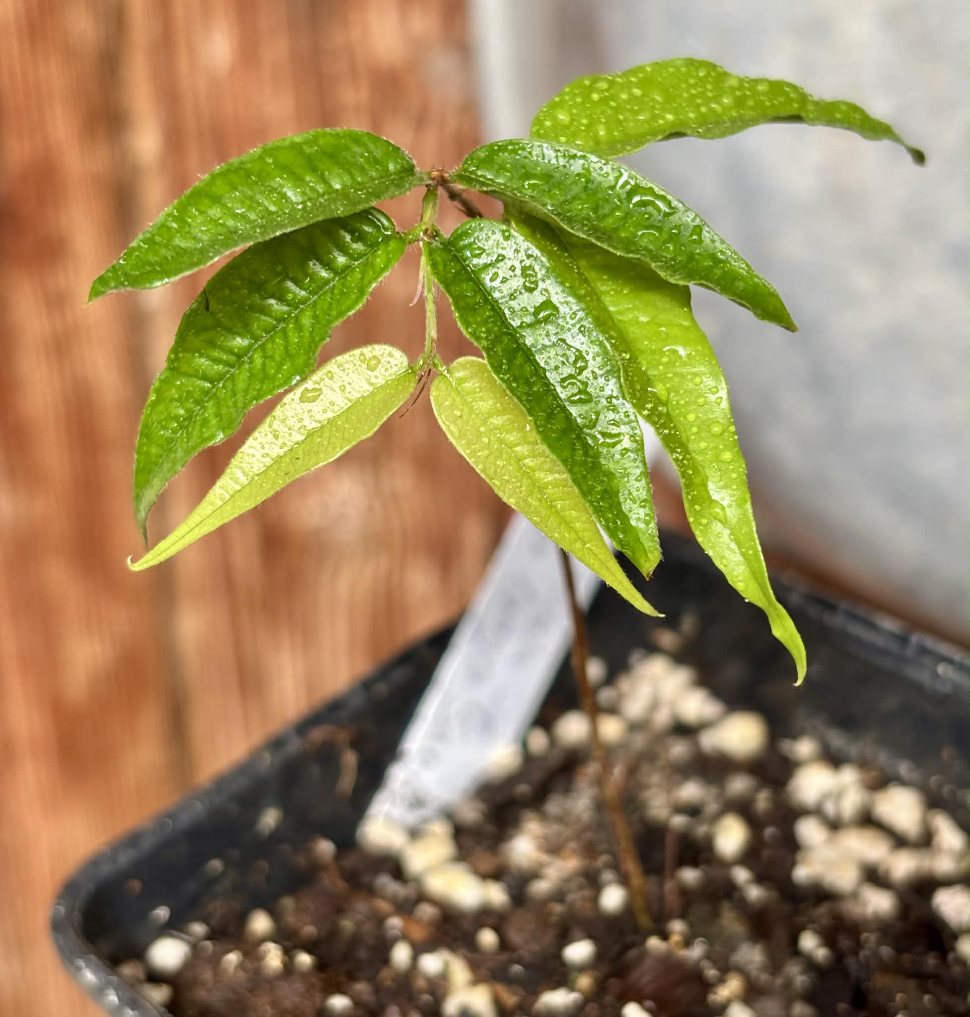 Plinia sp Cabo longo Sao Joao -  1 potted seedling / 1  getopfter Sämling