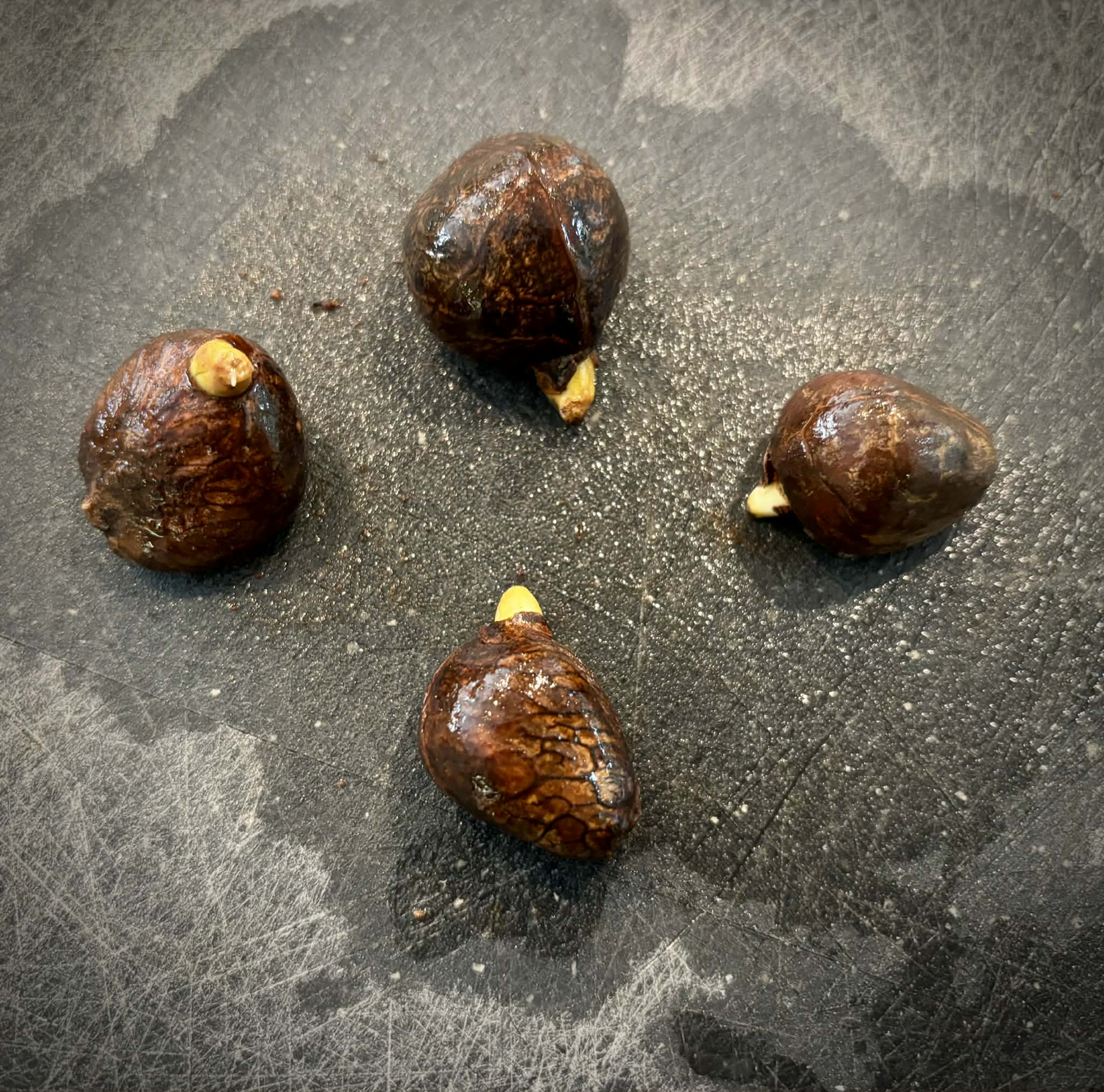 Breadnut (Artocarpus camansi) - 1 germinated seed / 1 gekeimter Samen