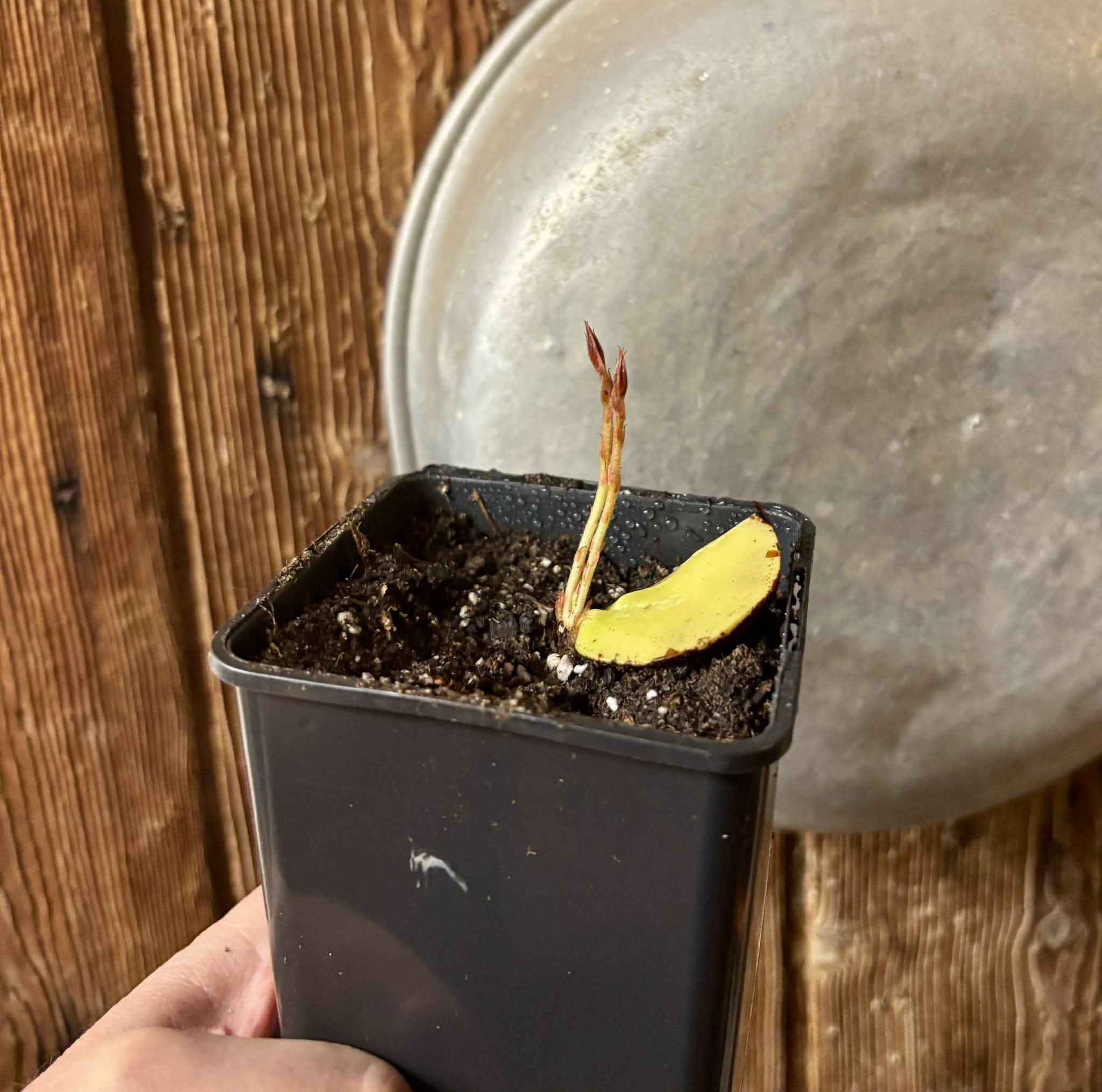 2 shots - Plinia longiacuminata -  1 potted seedling / 1 getopfter Sämling