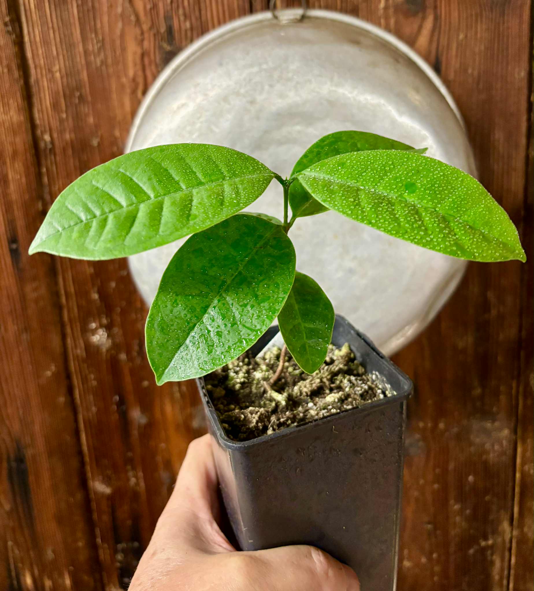 Eugenia bahiensis  - 1 potted plant / 1 getopfte Pflanze