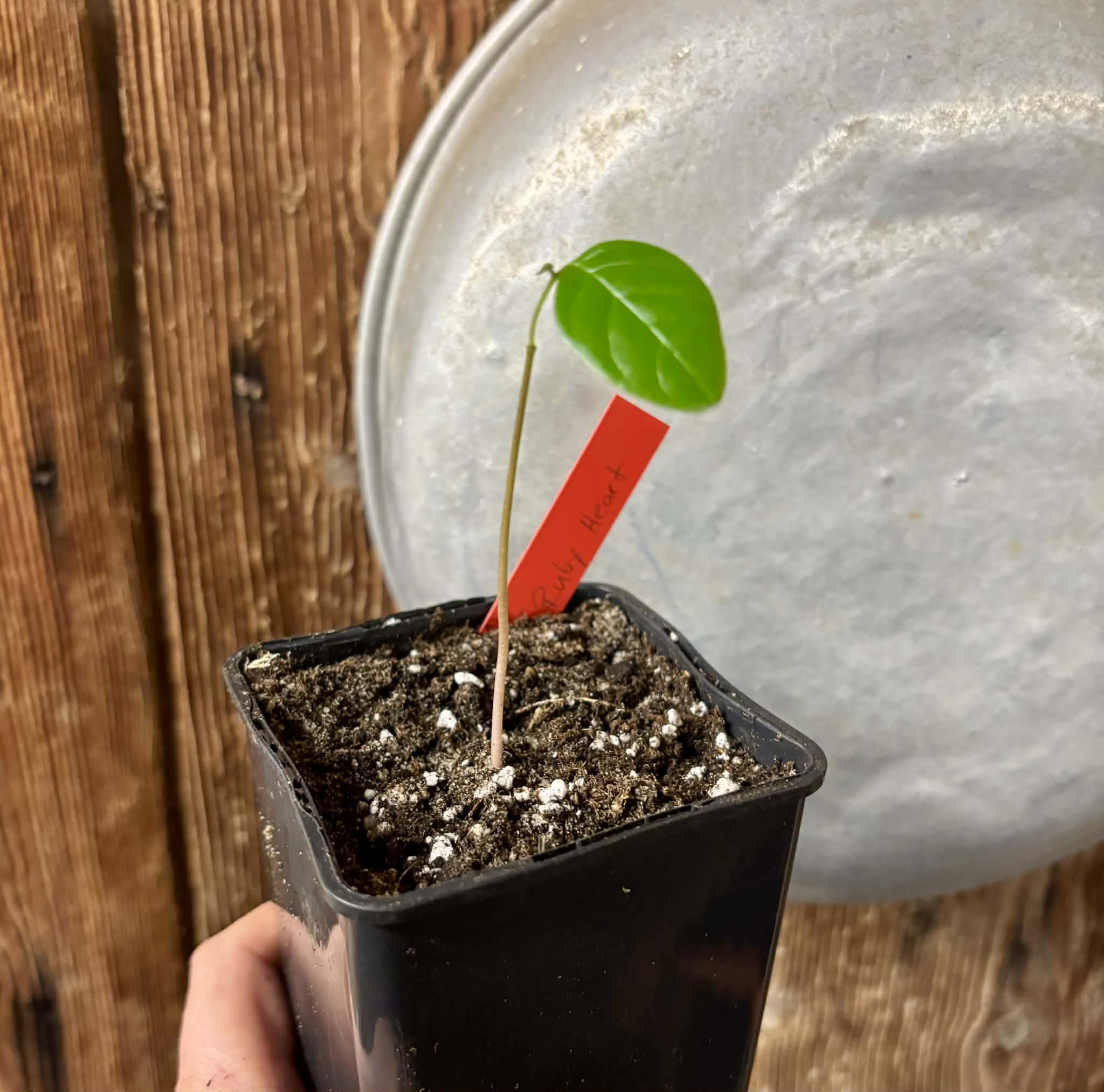 Annona reticulata var Ruby Heart- 1 potted seedling / 1 getopfter Sämling