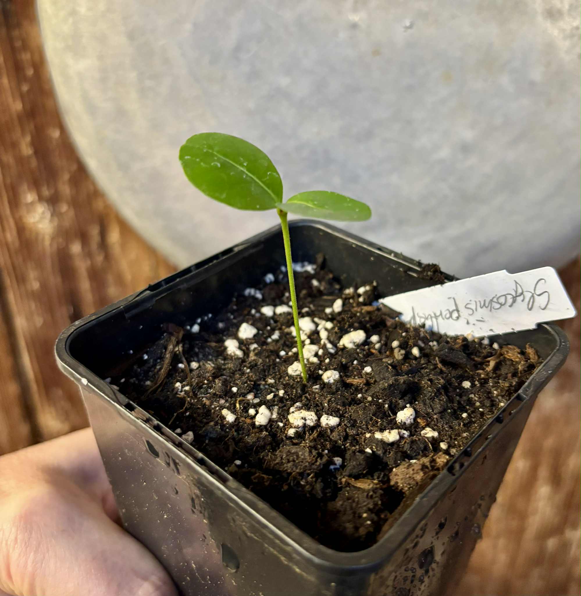 Glycosmis trifoliata - Orangeberry -  1 small seedling / 1 kleiner Sämling