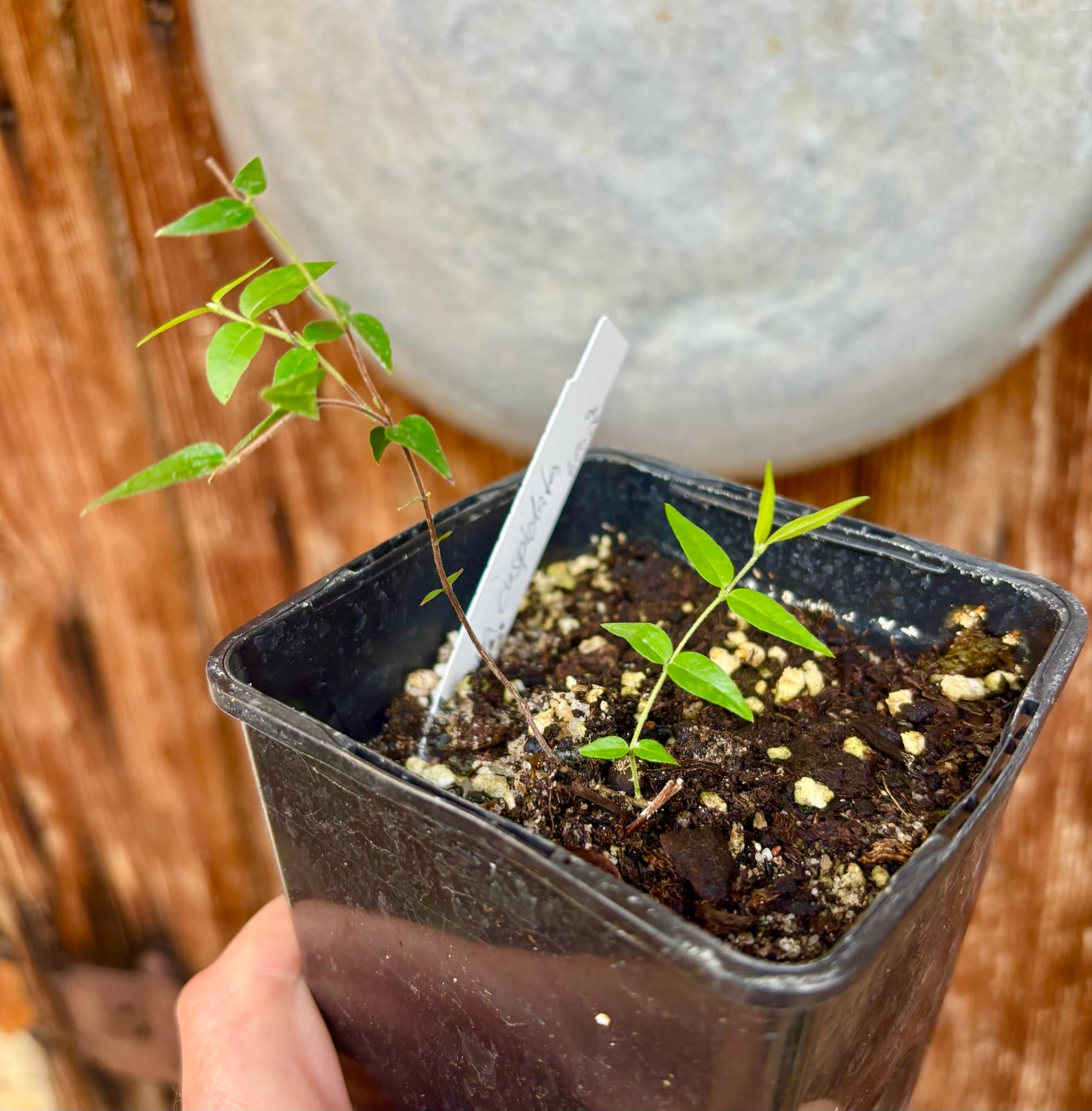 Myrciaria cuspidata BLACK - 1 small potted seedling / 1 kleiner, getopfter Sämling
