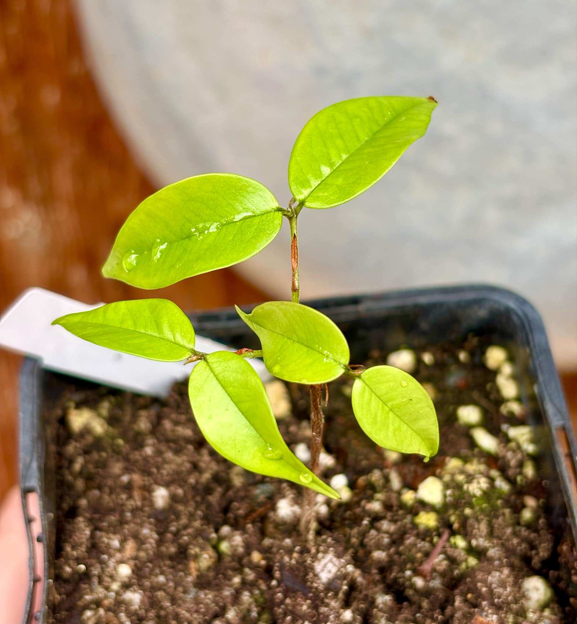 Eugenia subterminalis - 1 small potted seedling / 1 kleiner, getopfter Sämling