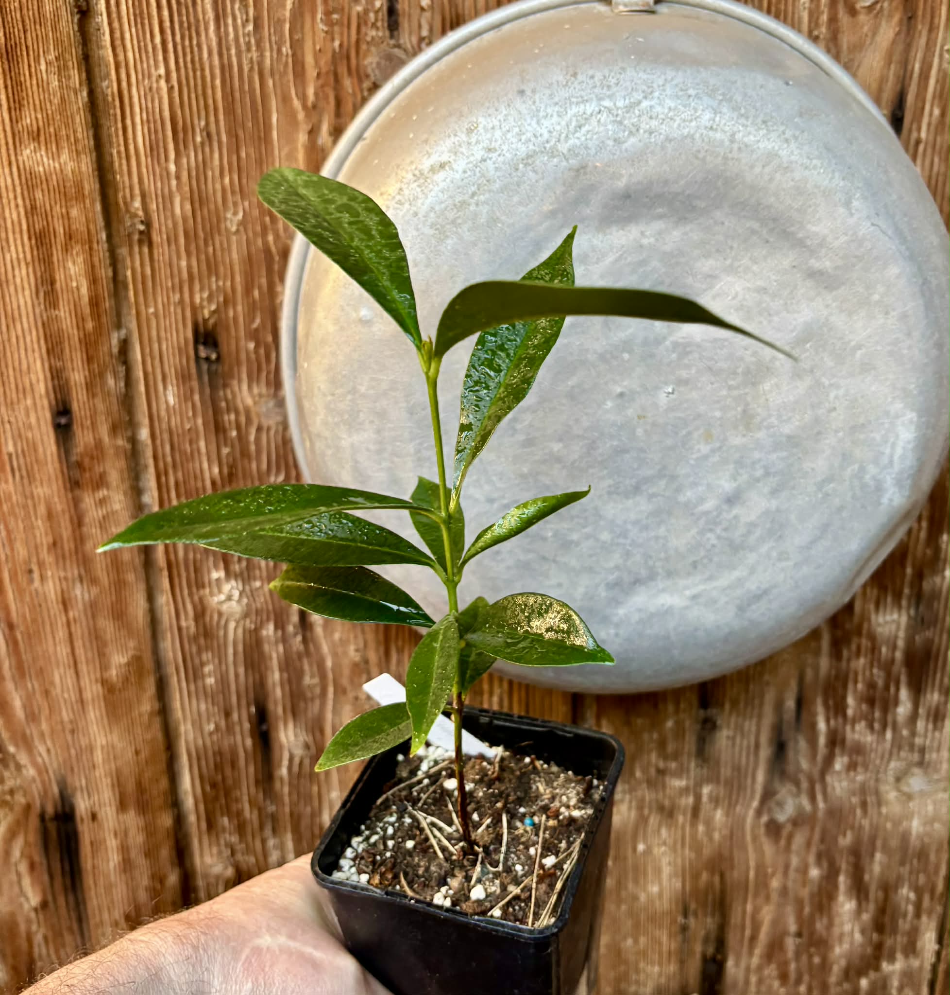 Syzygium cumini - 1 potted plant / 1 getopfte Pflanze