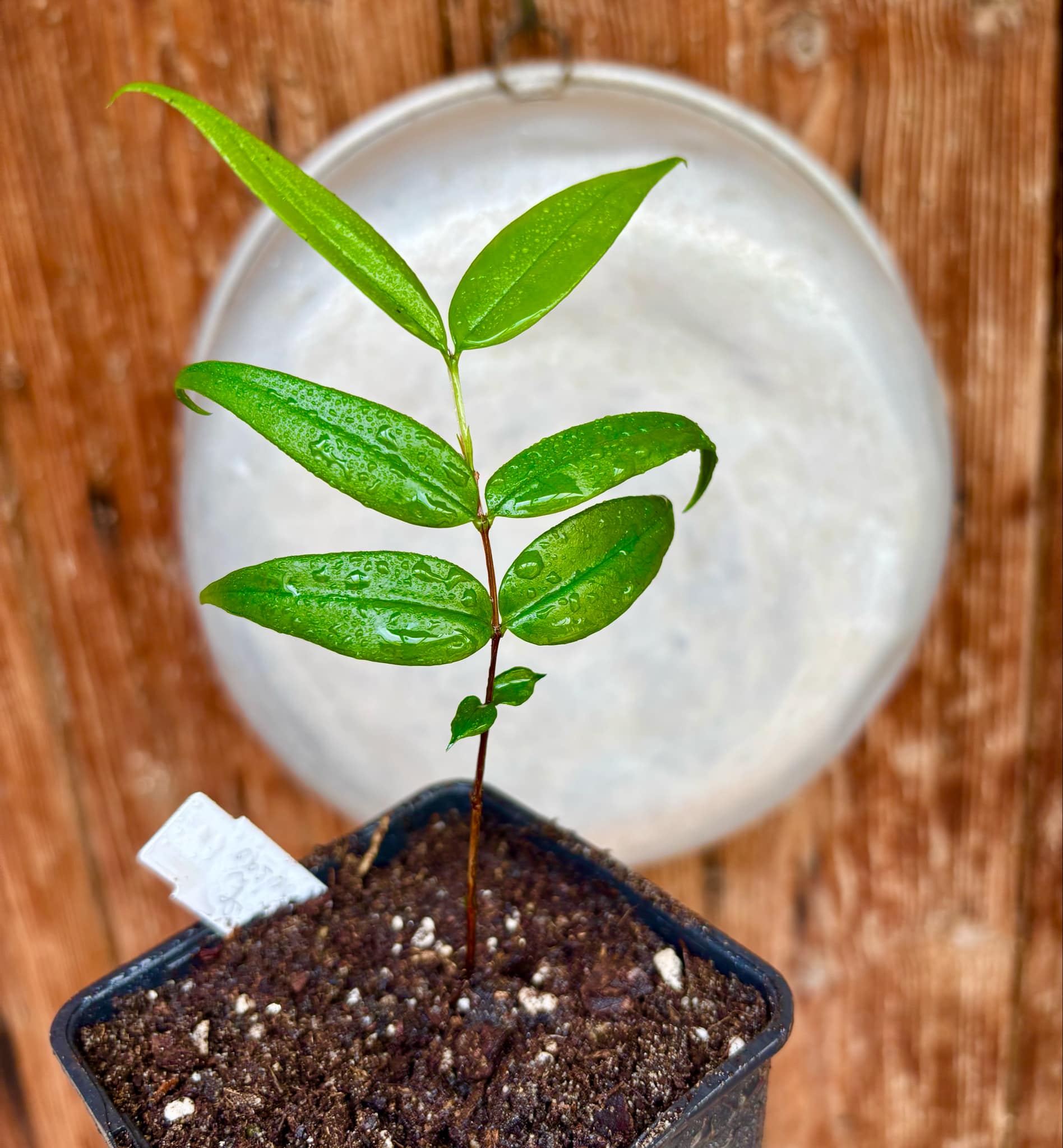 Mouriri sp Nova Provisão - 1 potted plant / 1 getopfte Pflanze