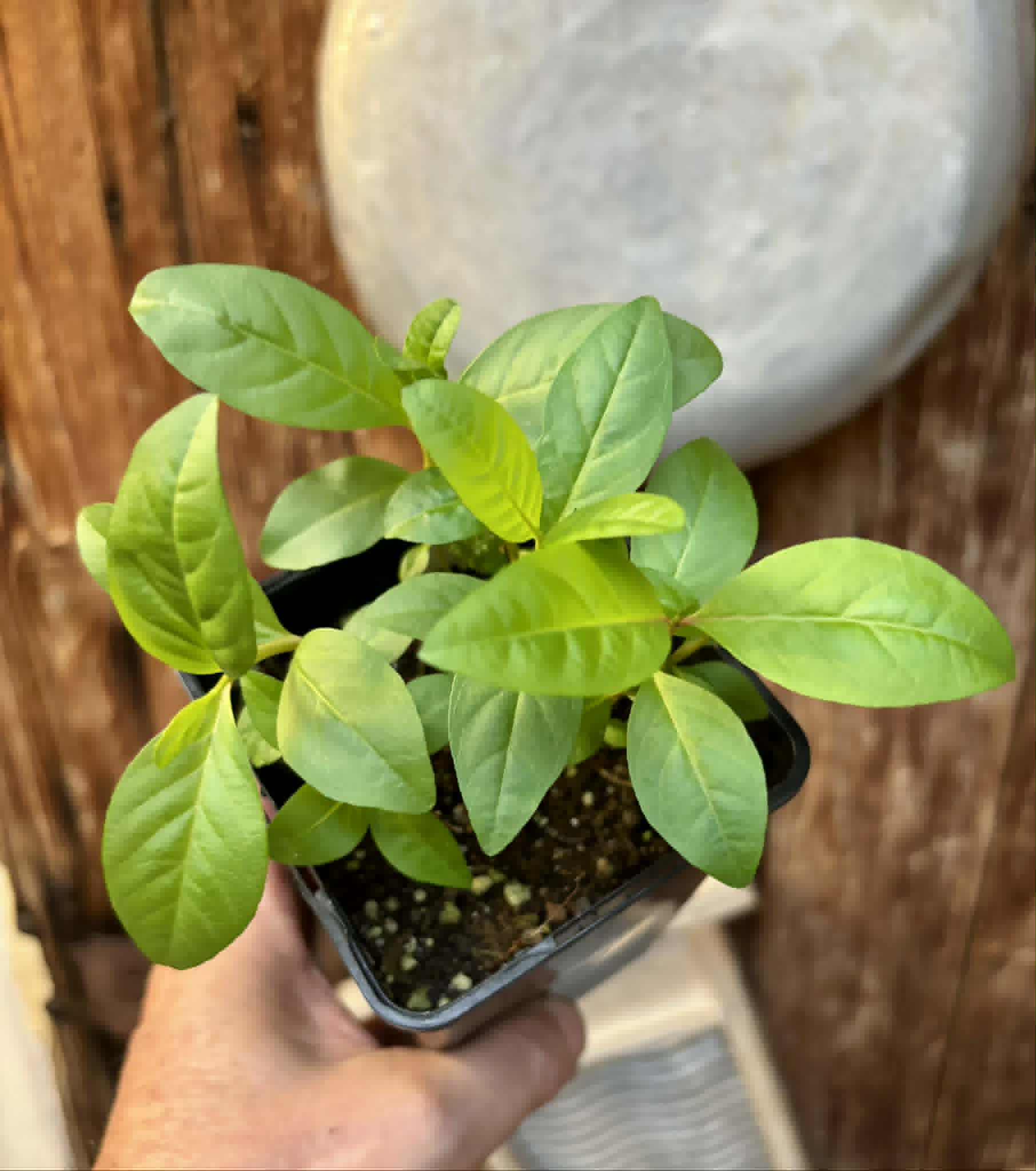 7 in 1 pot - Psidium guajava  "Paluma"  - 7 seedlings in one pot / 7 Sämlinge in einem Topf