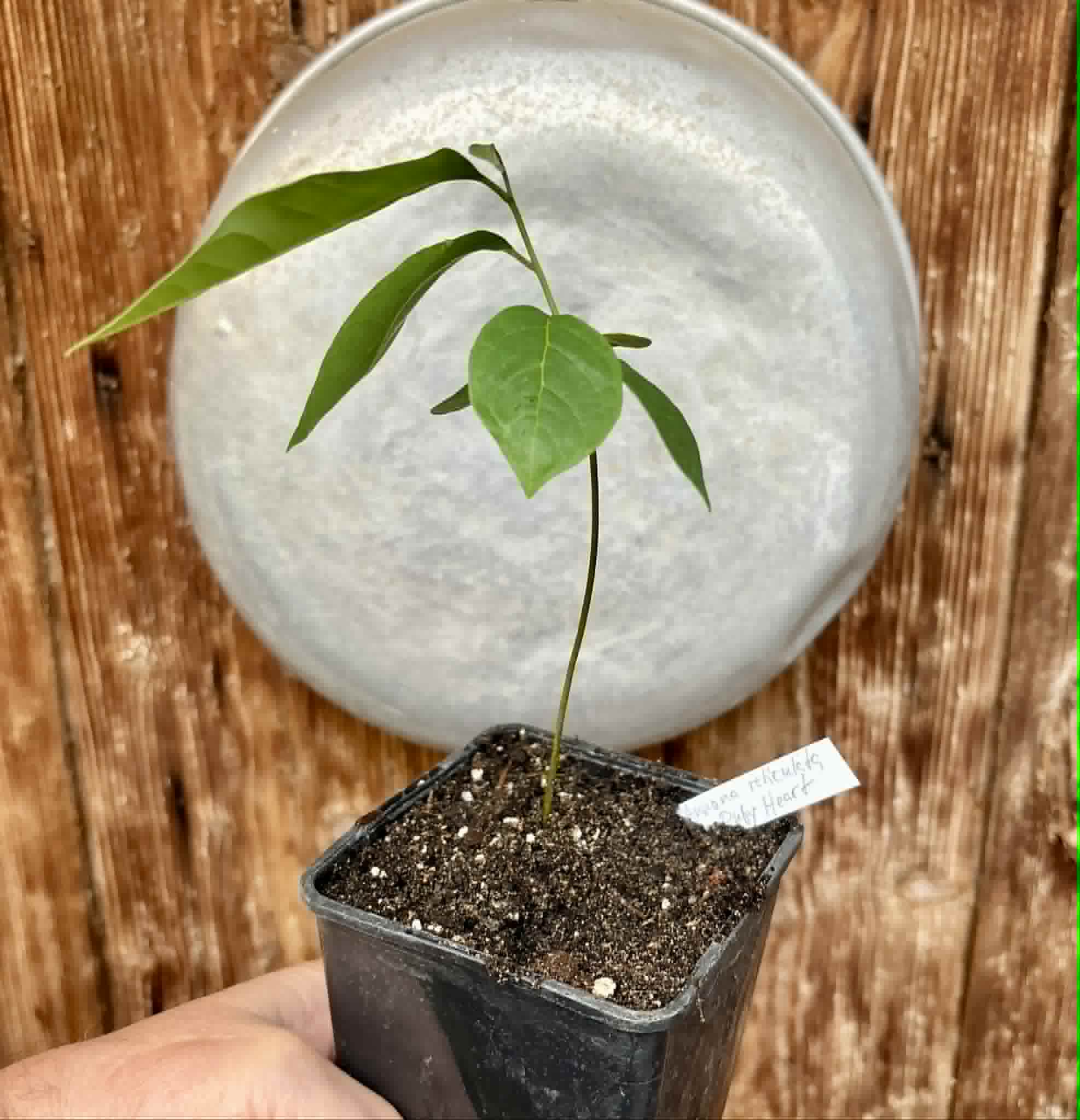 Annona reticulata var Ruby Heart- 1 potted seedling / 1 getopfter Sämling