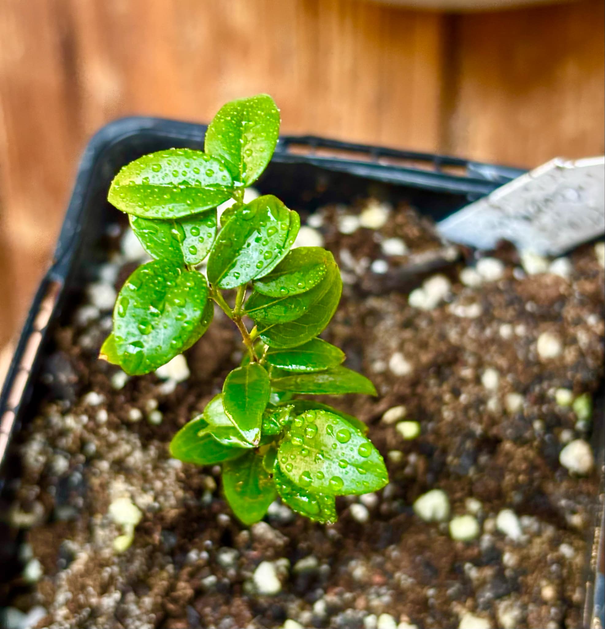 Jaboticaba - Plinia sp Canelinha Polpa branca - 1 small potted seedling / 1 kleiner, getopfter Sämling