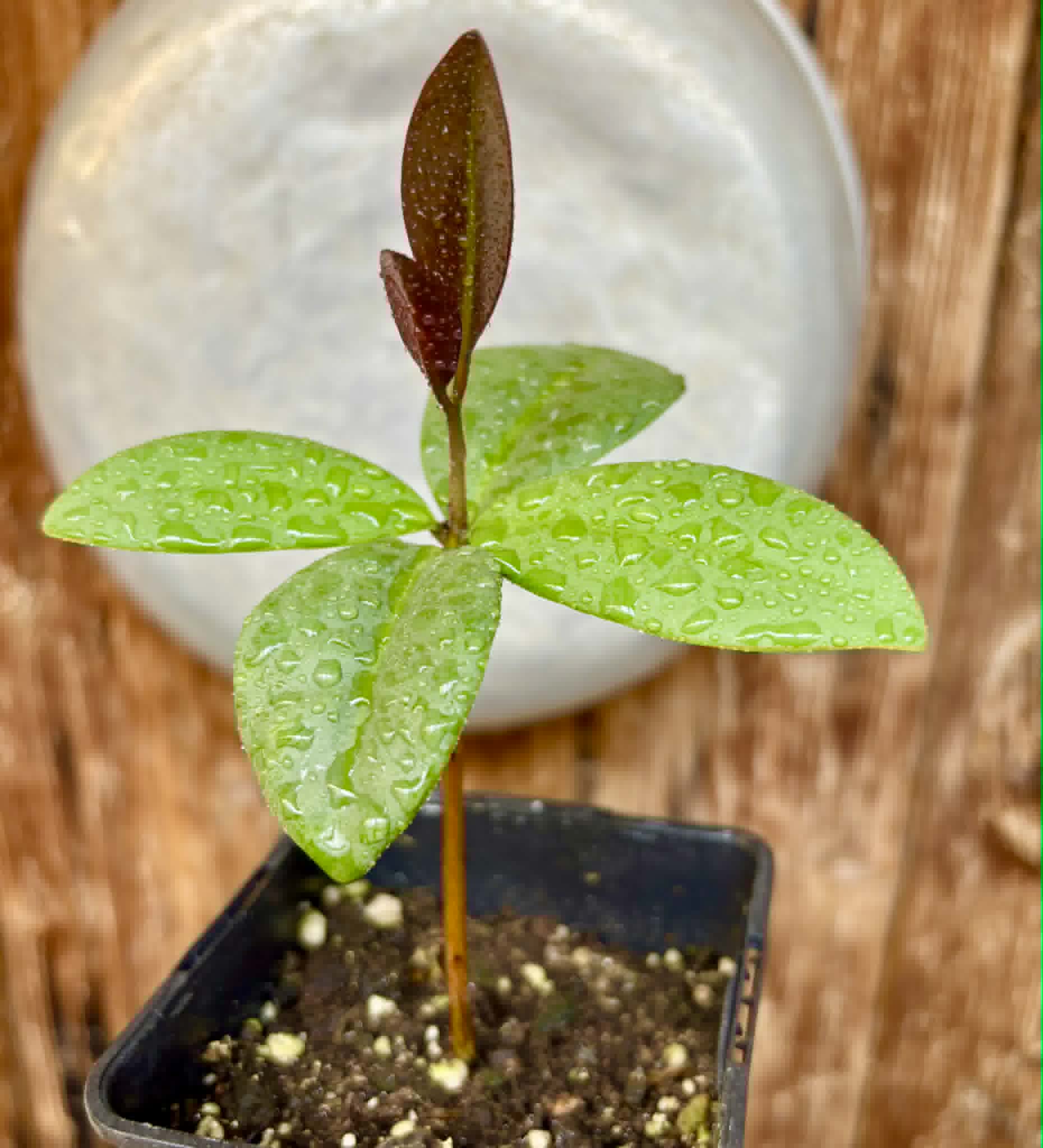 Eugenia sp Unana -  1 potted seedling / 1 getopfter Sämling