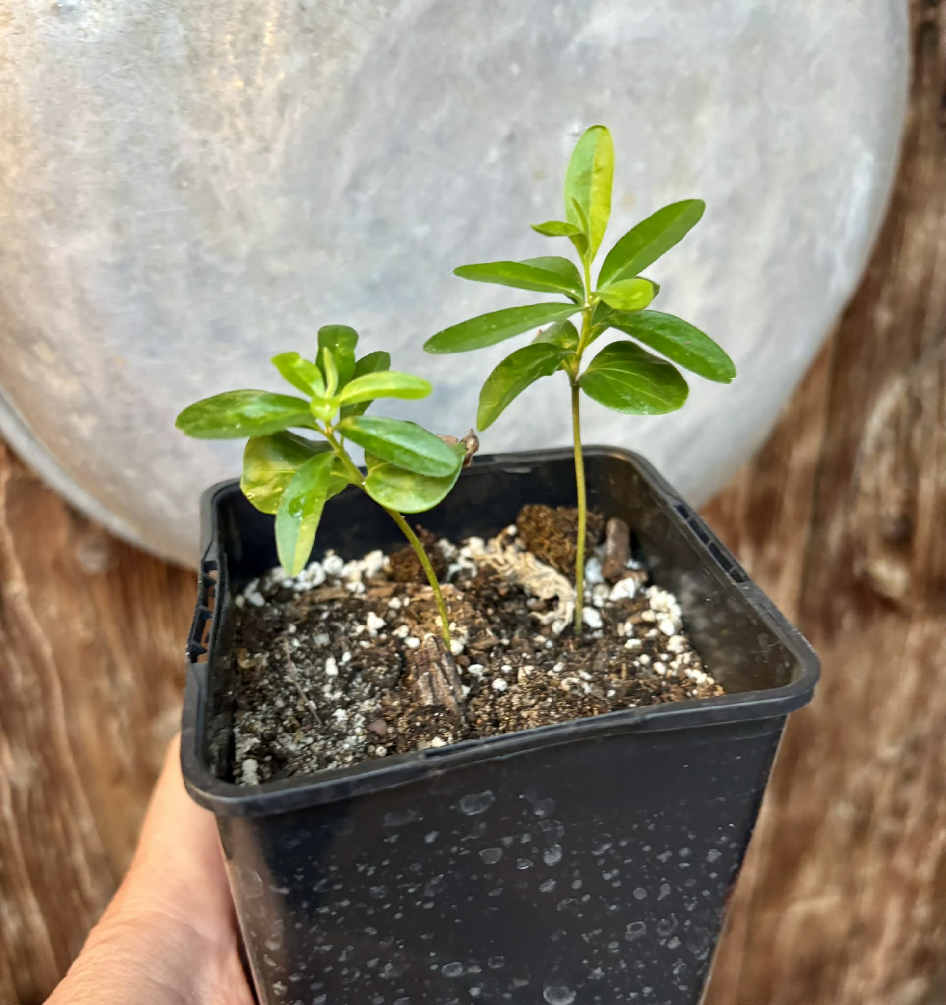 2 in 1 pot - Kei Apple (Dovyalis caffra) - 1 potted plant / 1 getopfte Pflanze