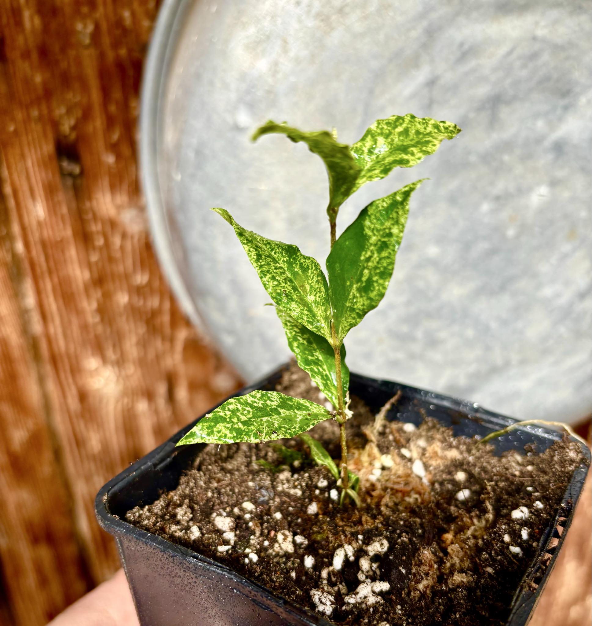 variegated Acerola (Malpighia glabra) rooted cutting - 1 potted rooted cutting / 1 getopfter, bewurzelter Steckling