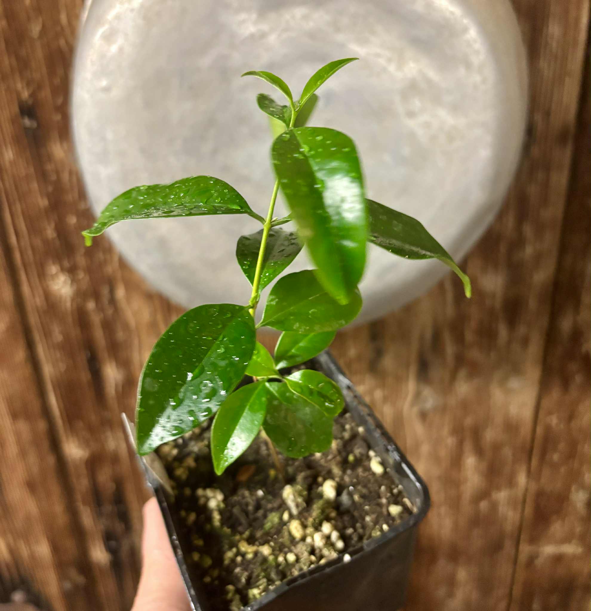 Eugenia zuccarini - 1 potted seedling / 1 getopfter Sämling