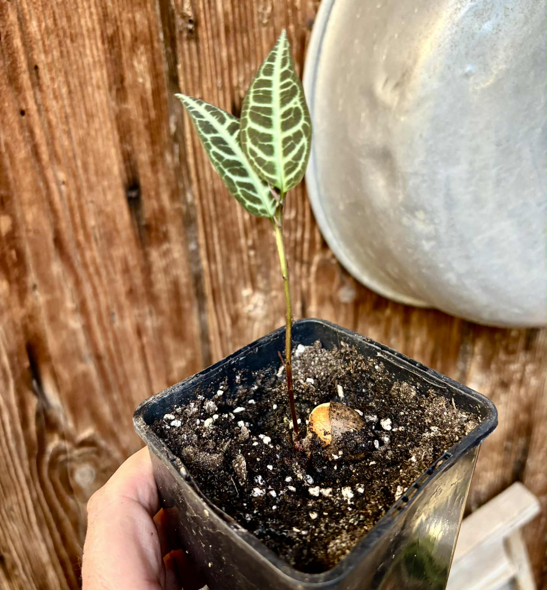 Eugenia sp Labisia -  1 potted seedling / 1 getopfter Sämling