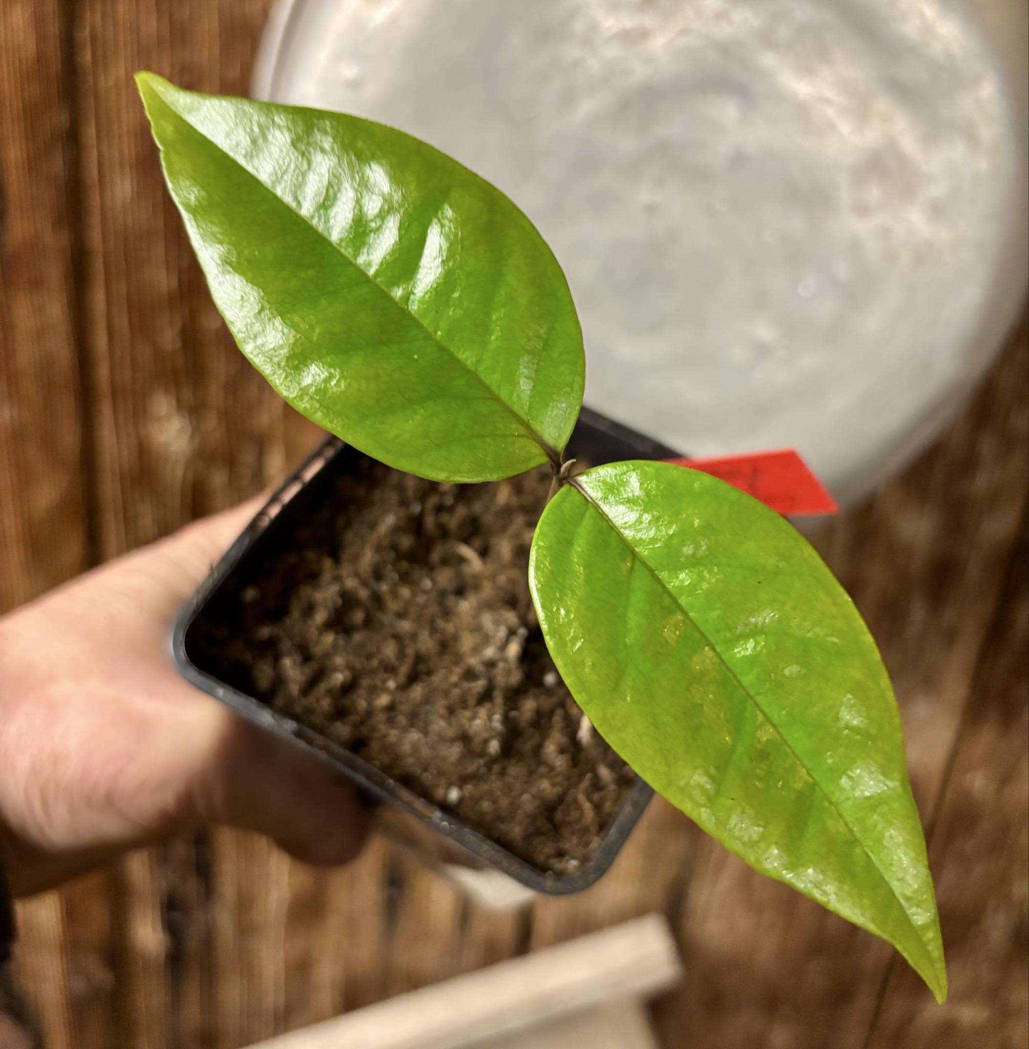 Eugenia sp Ametista - 1 potted seedling / 1 getopfter Sämling