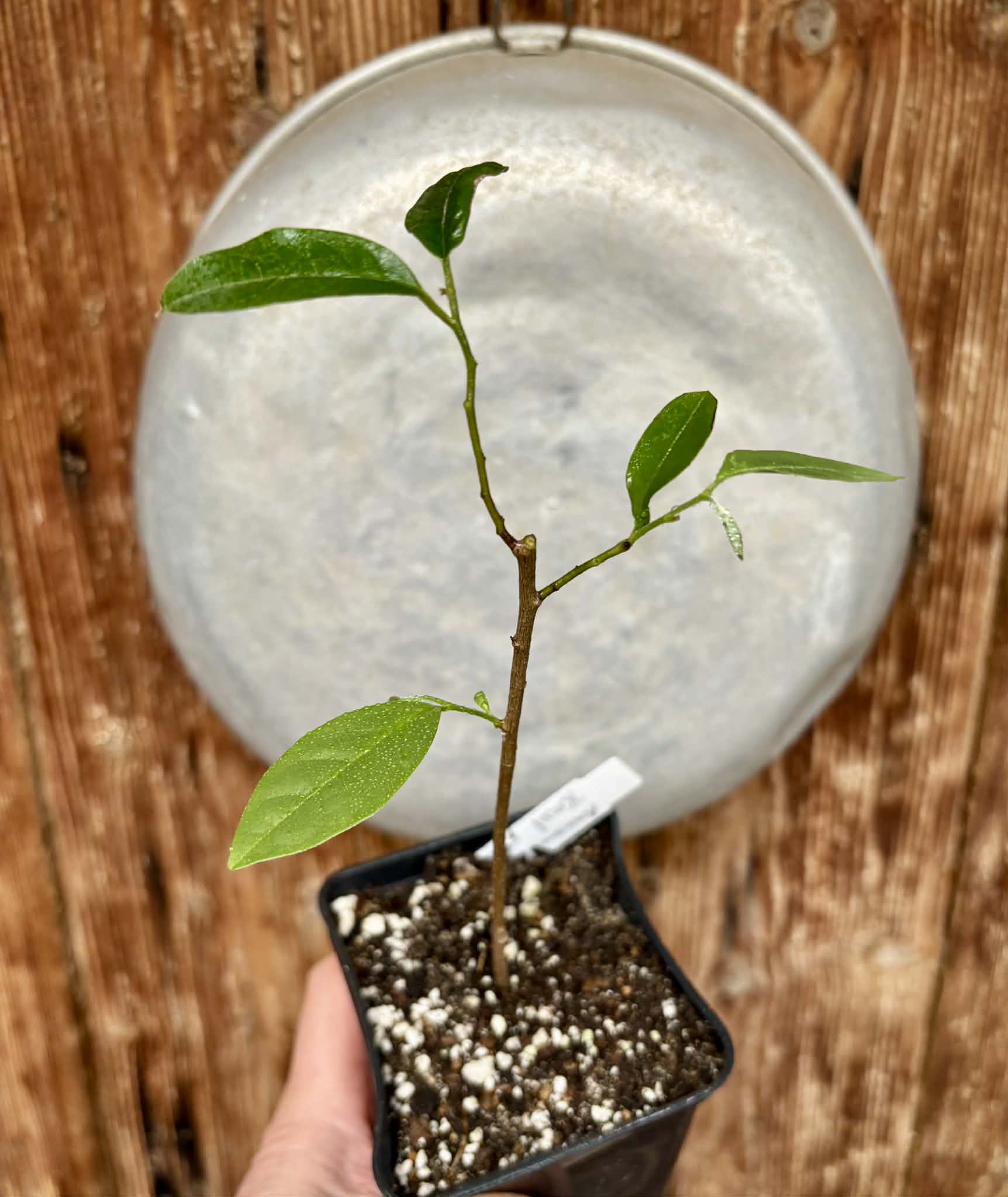 Annona sp. floresta amazônica  - 1 potted plant / 1 getopfte Pflanze