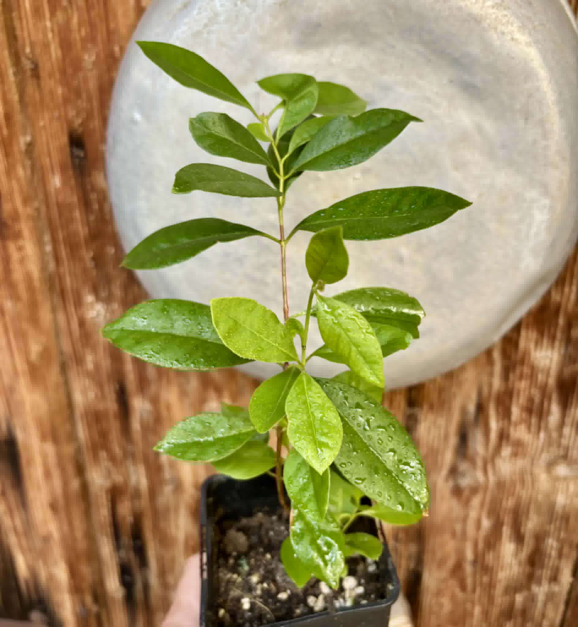 Psidium cattleyanum - Strawberry Guava  - 1 potted plant / 1 getopfte Pflanze