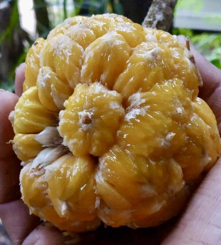 Artocarpus rigidus  -  1 fresh seed / 1 frischer Samen