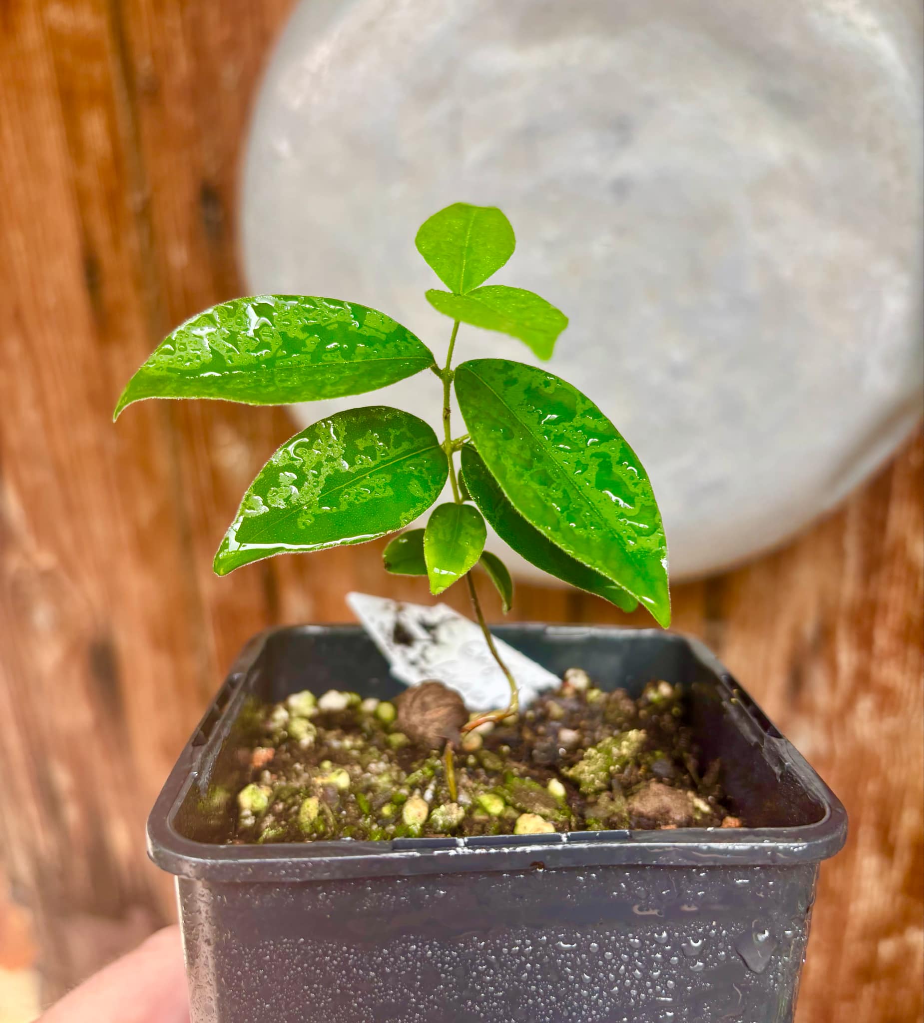 Eugenia sp Guajuba graudas -  1 small potted seedling / 1 kleiner, getopfter Sämling