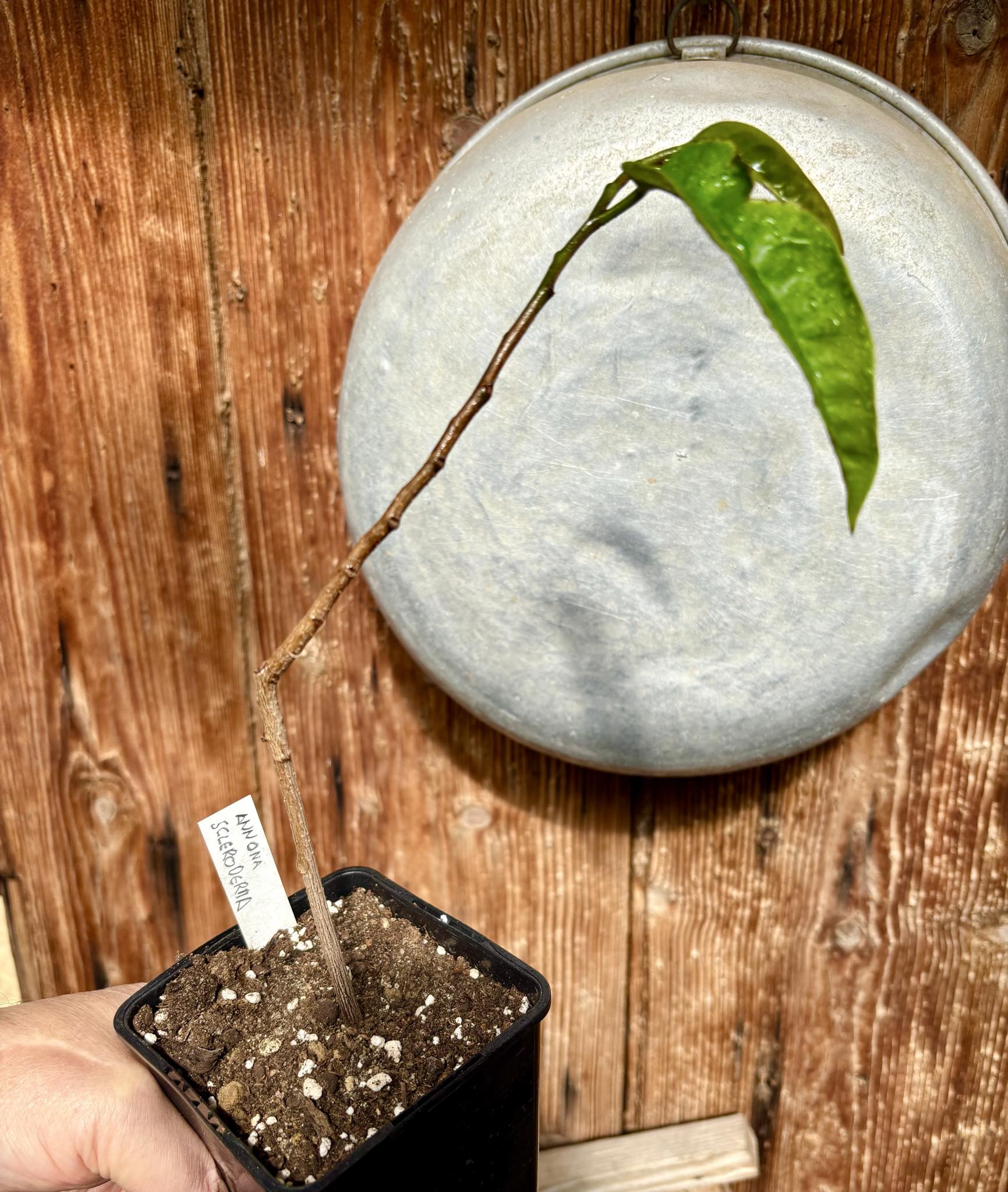 Poshte (Annona scleroderma)  - 1 potted plant / 1 getopfte Pflanze