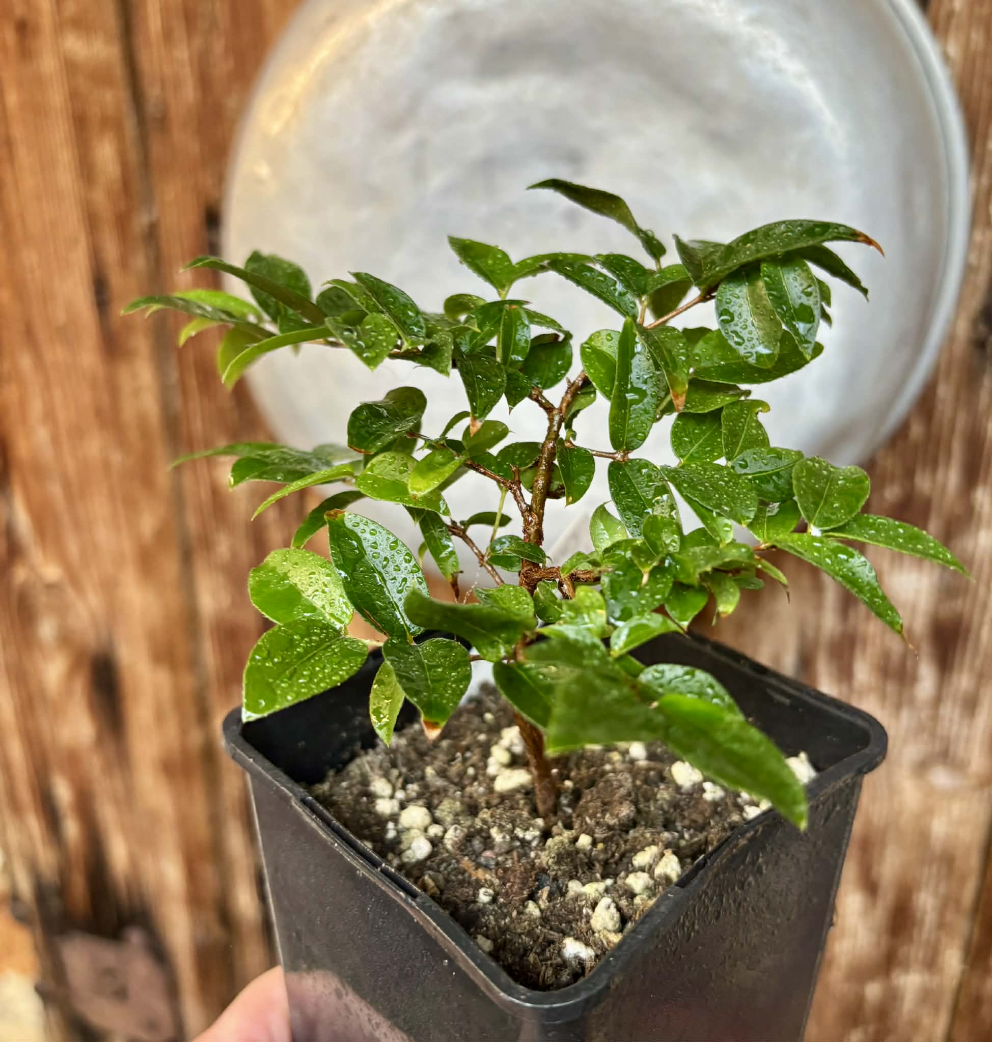 over 1 year old - Jaboticaba - Plinia sp Canelinha Polpa branca - 1 potted seedling / 1 getopfter Sämling