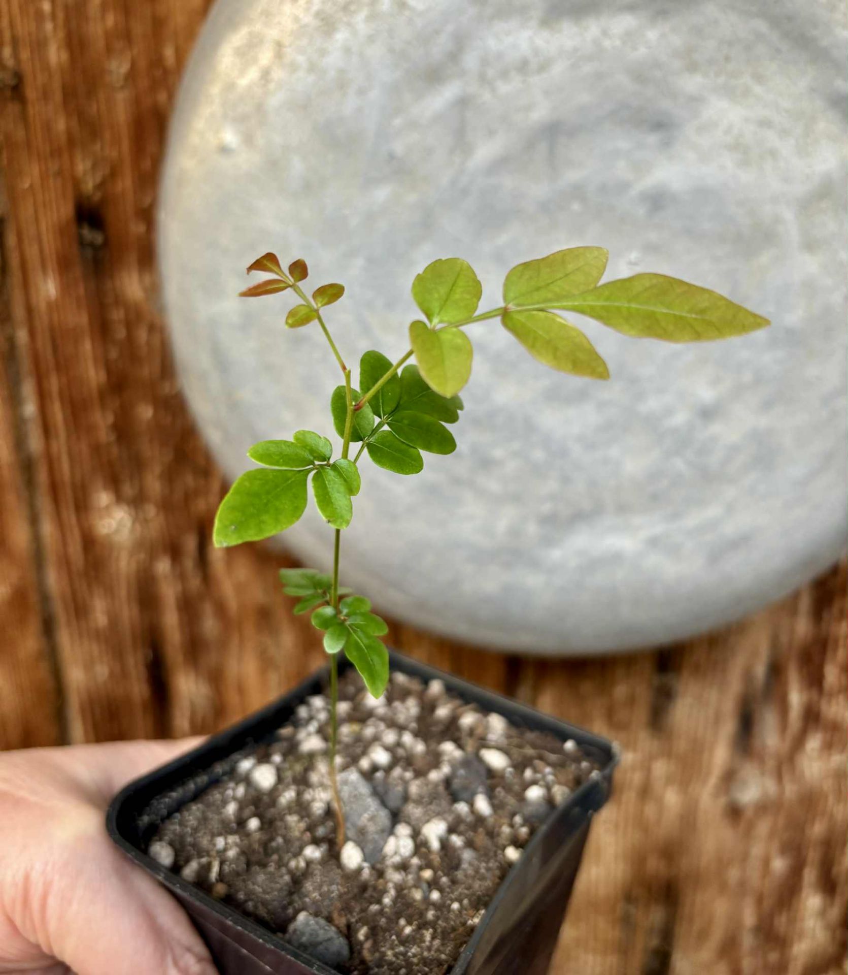 Guarana Samambaia (Paullinia rhomboidea) - 1 potted plant / 1 getopfte Pflanze 