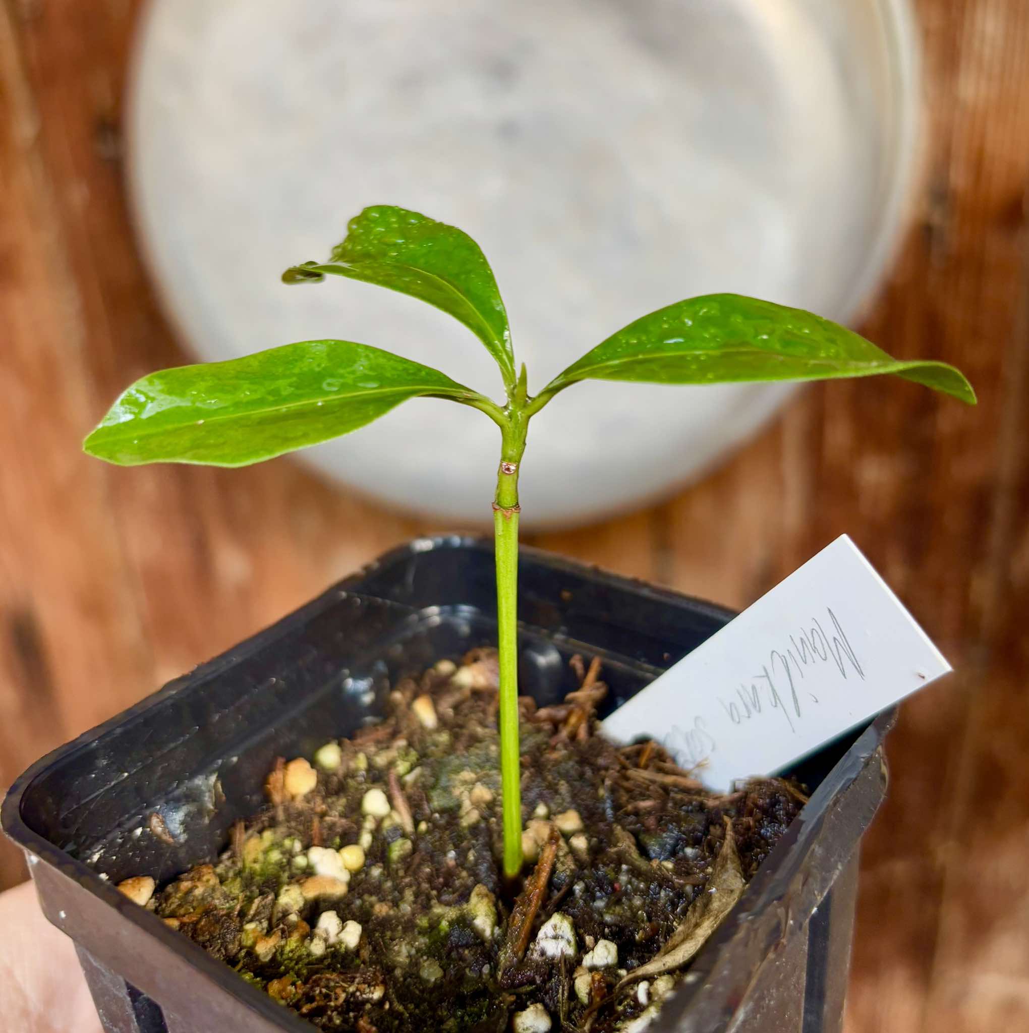 Manilkara salzmannii  - 1 potted plant /1 getopfte Pflanze
