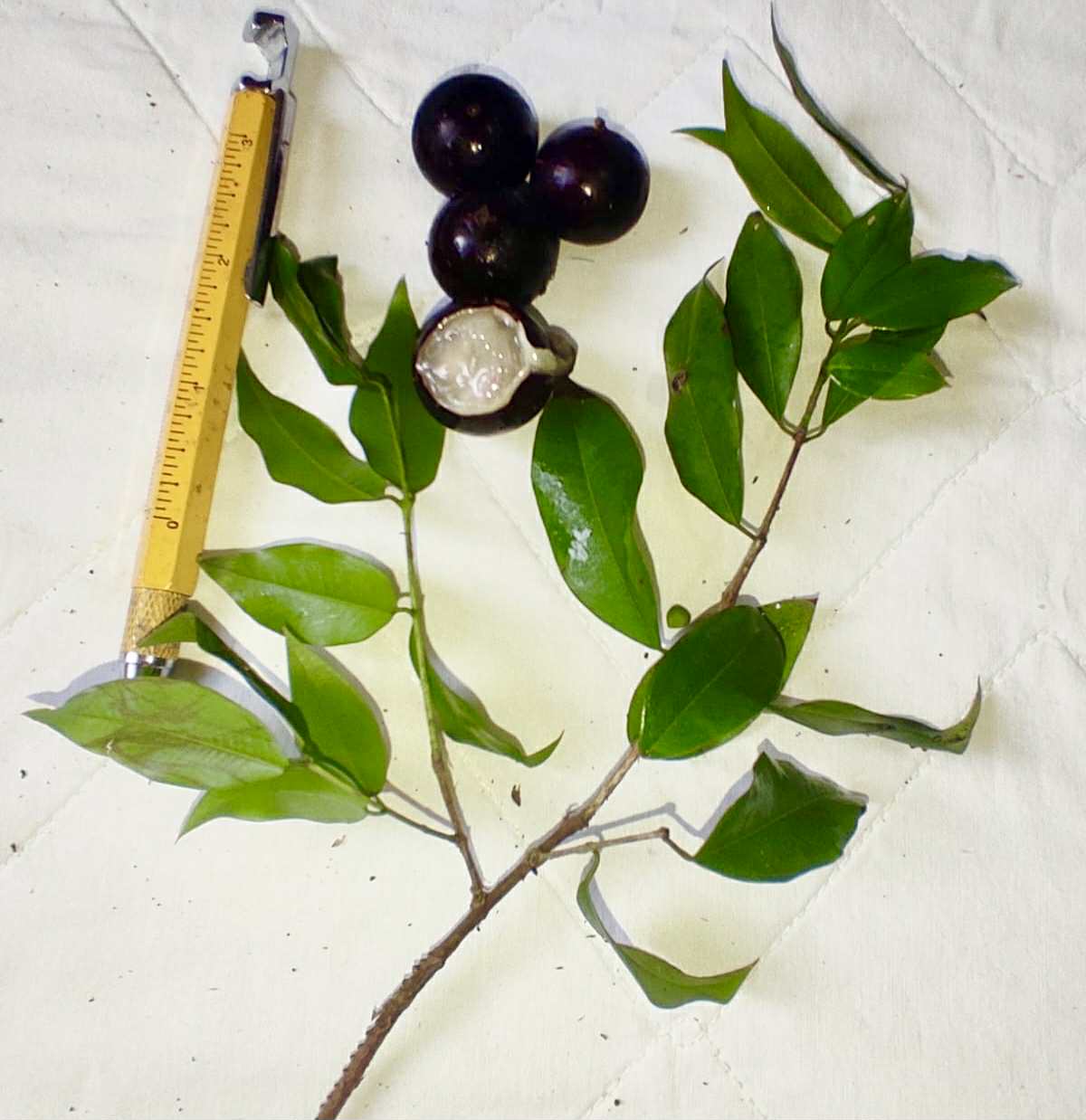 Plinia sp. do Frade - 1 fresh seed / 1 frischer Samen