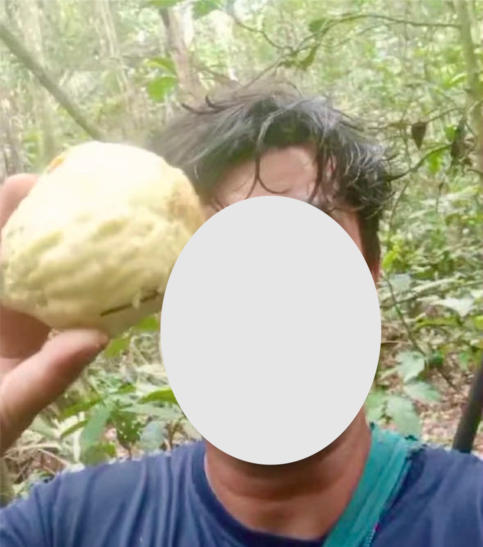 Pre Order - Mouriri trunciflora -  1 fresh seed / 1 frischer Samen