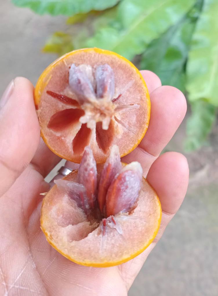 Diospyros hasseltii - 1 germinated seed / 1 gekeimter Samen Diospyros hasseltii - 1 germinated seed / 1 gekeimter Samen