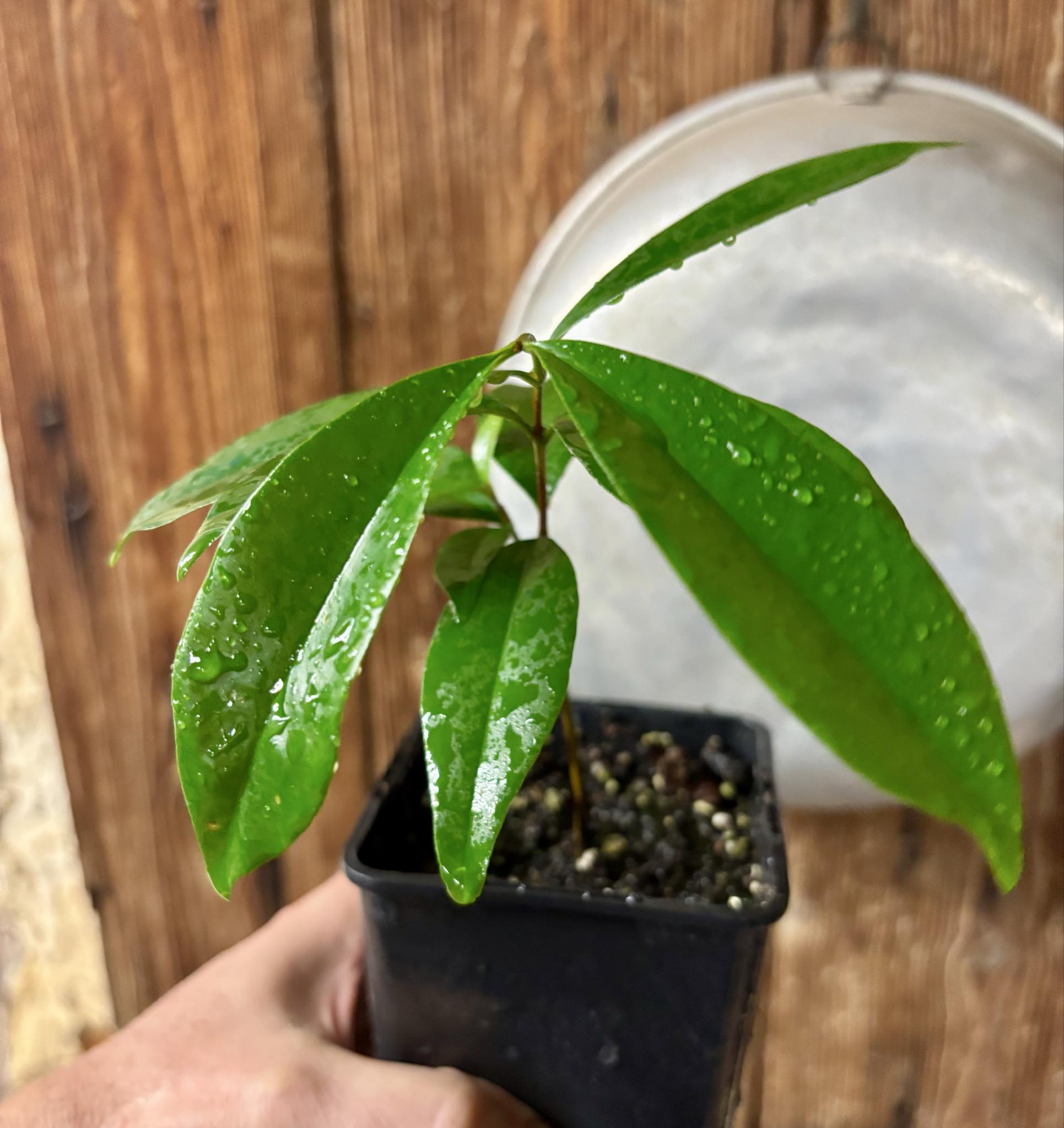 Ultra rare - Barapiroca Acu (Calycolpus legrandii) - 1 potted plant / 1 getopfte Pflanze Ultra rare - Barapiroca Acu (Calycolpus legrandii) - 1 potted plant / 1 getopfte Pflanze