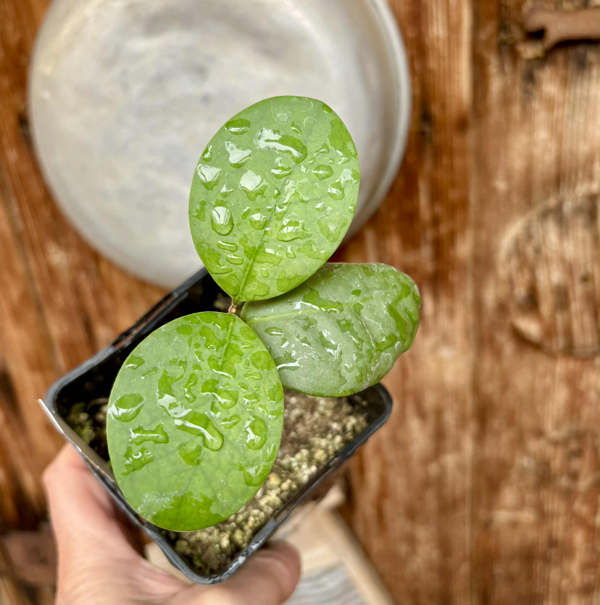 Eugenia sp Unana -  1 potted seedling / 1 getopfter Sämling