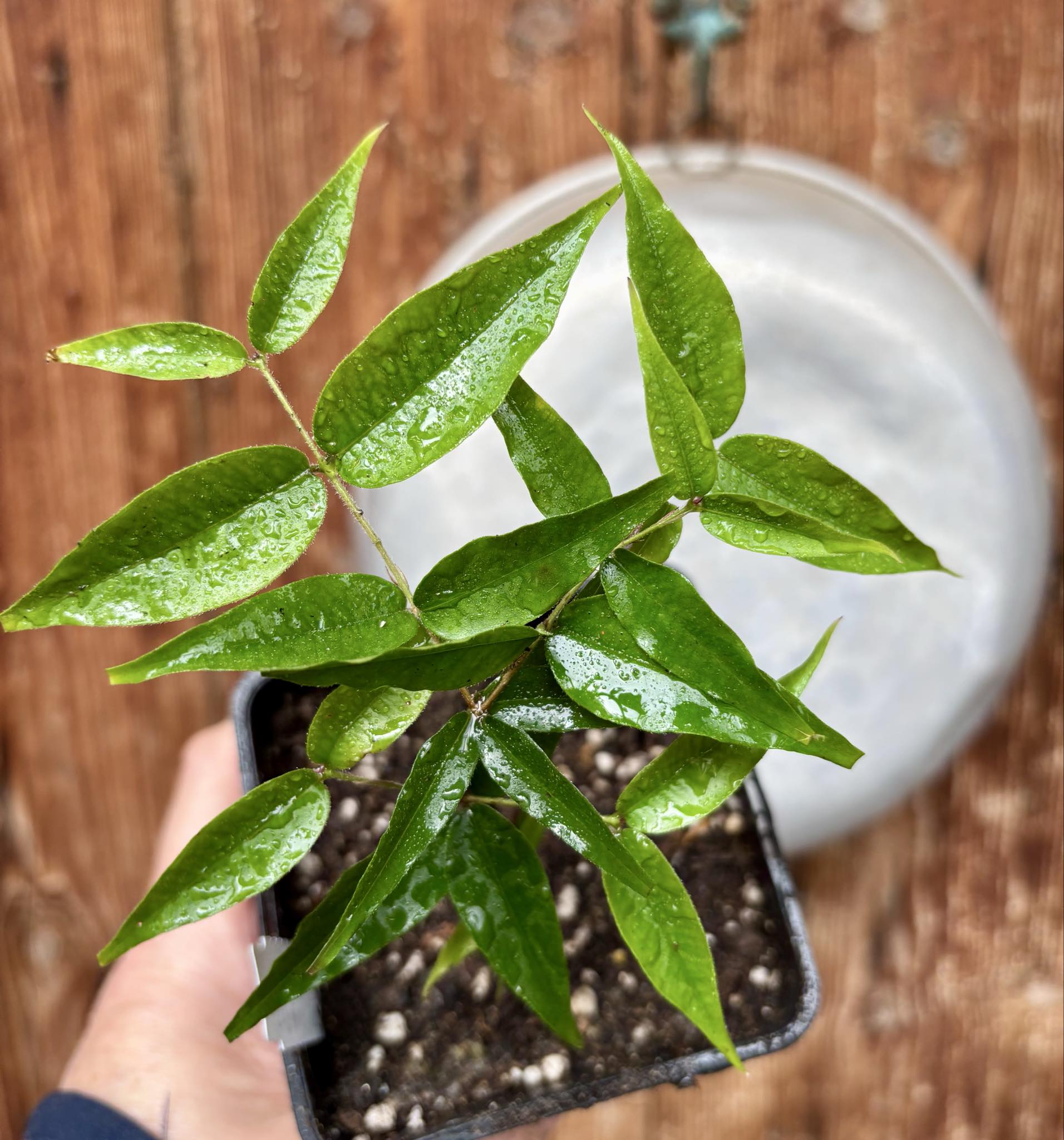 Plinia sp Cabo longo Sao Joao -  1 potted seedling / 1  getopfter Sämling