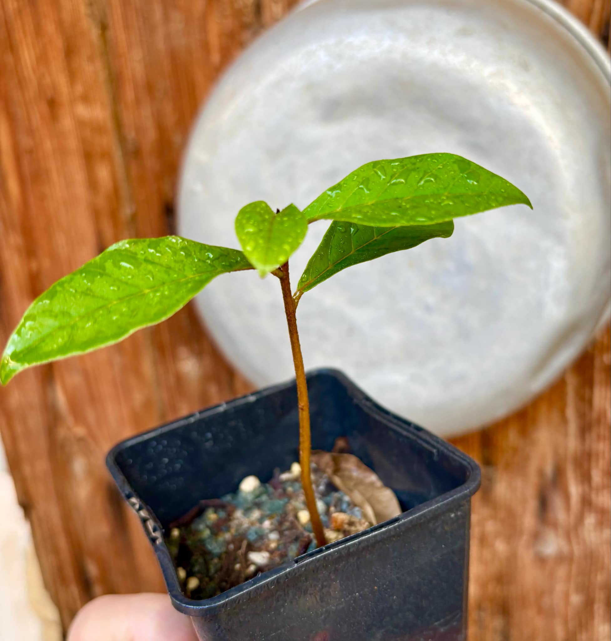 Marmixa (Pradosia lactescens) - 1 potted plant / 1 getopfte Pflanze