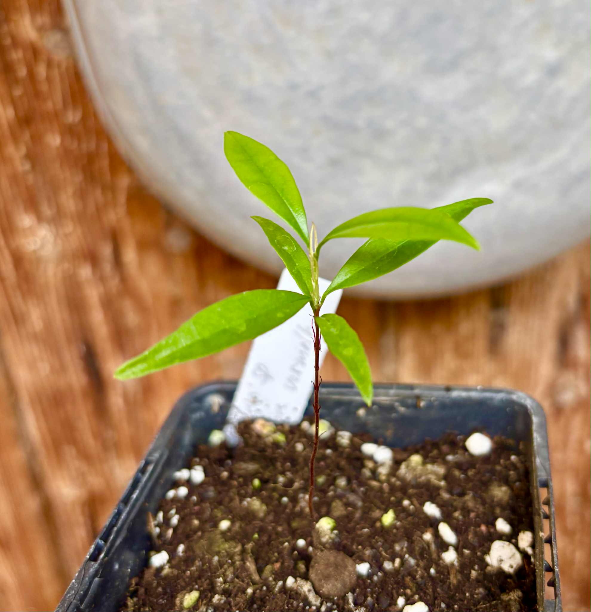 Eugenia sp Itacare vermelha -  1 small potted seedling / 1 kleiner, getopfter Sämling