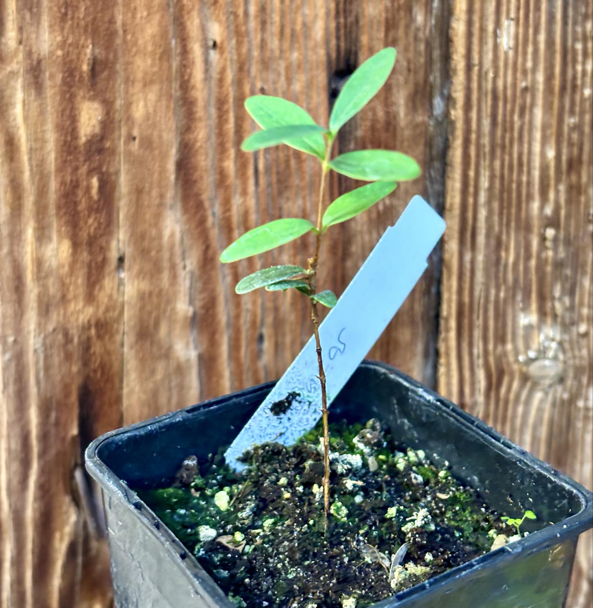 CEREJINHA DE JAGUARIÚNA - Eugenia punicifolia var. Oncas Doce - 1 potted plant / 1 getopfte Pflanze