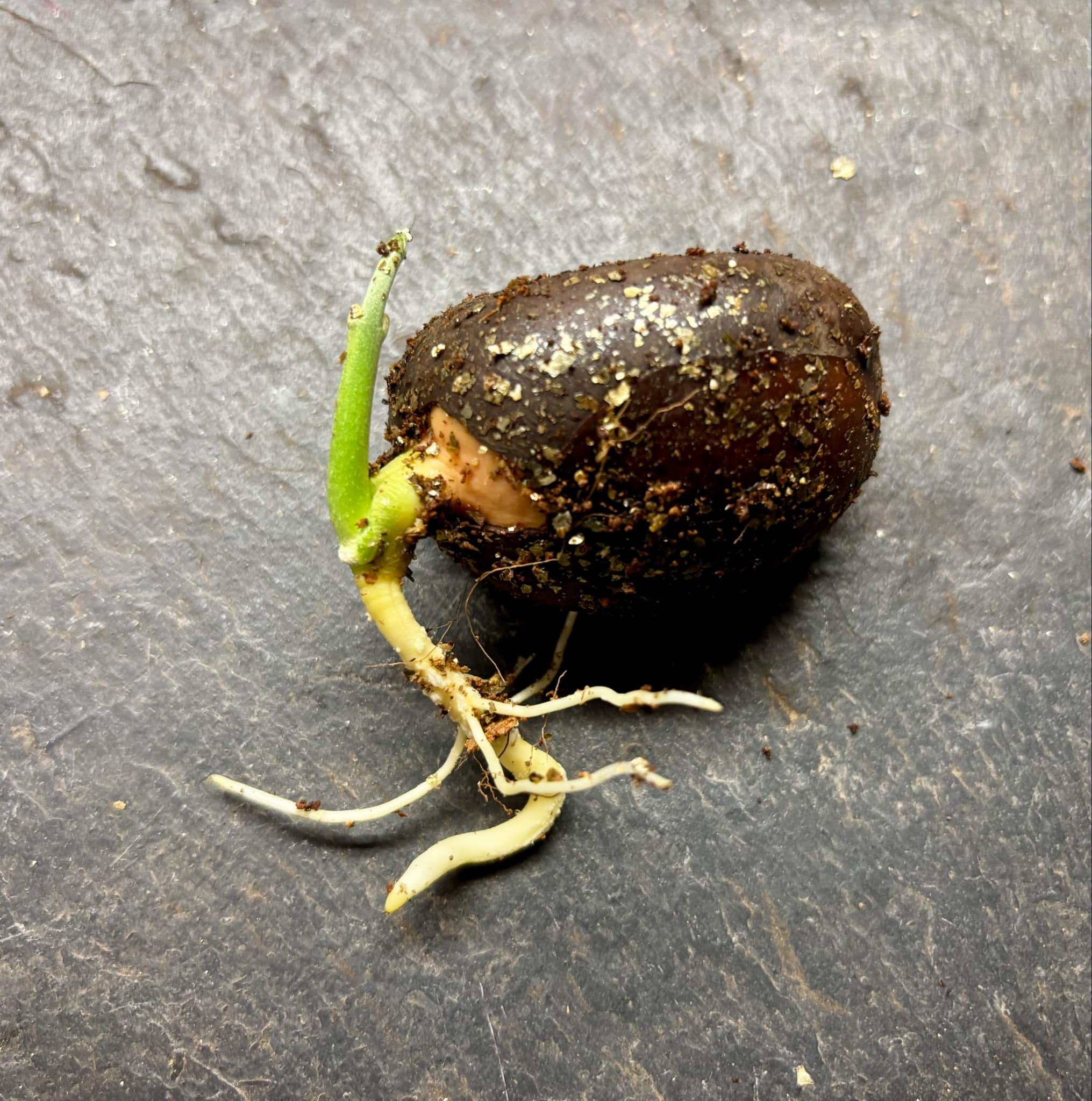 Pouteria aff. macrocarpa - 1 germinated seed / 1 gekeimter Samen