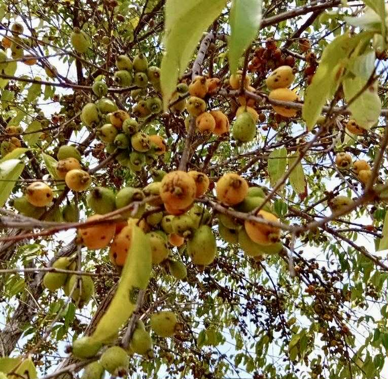 Eugenia sp amarela de Rondonia - 1 fresh seed / 1 frischer Samen
