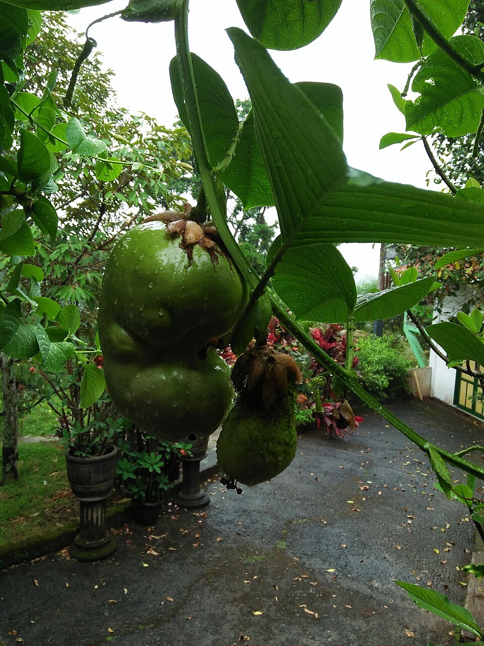 Passiflora quadrangularis - 5 fresh seeds / 5 frische Samen