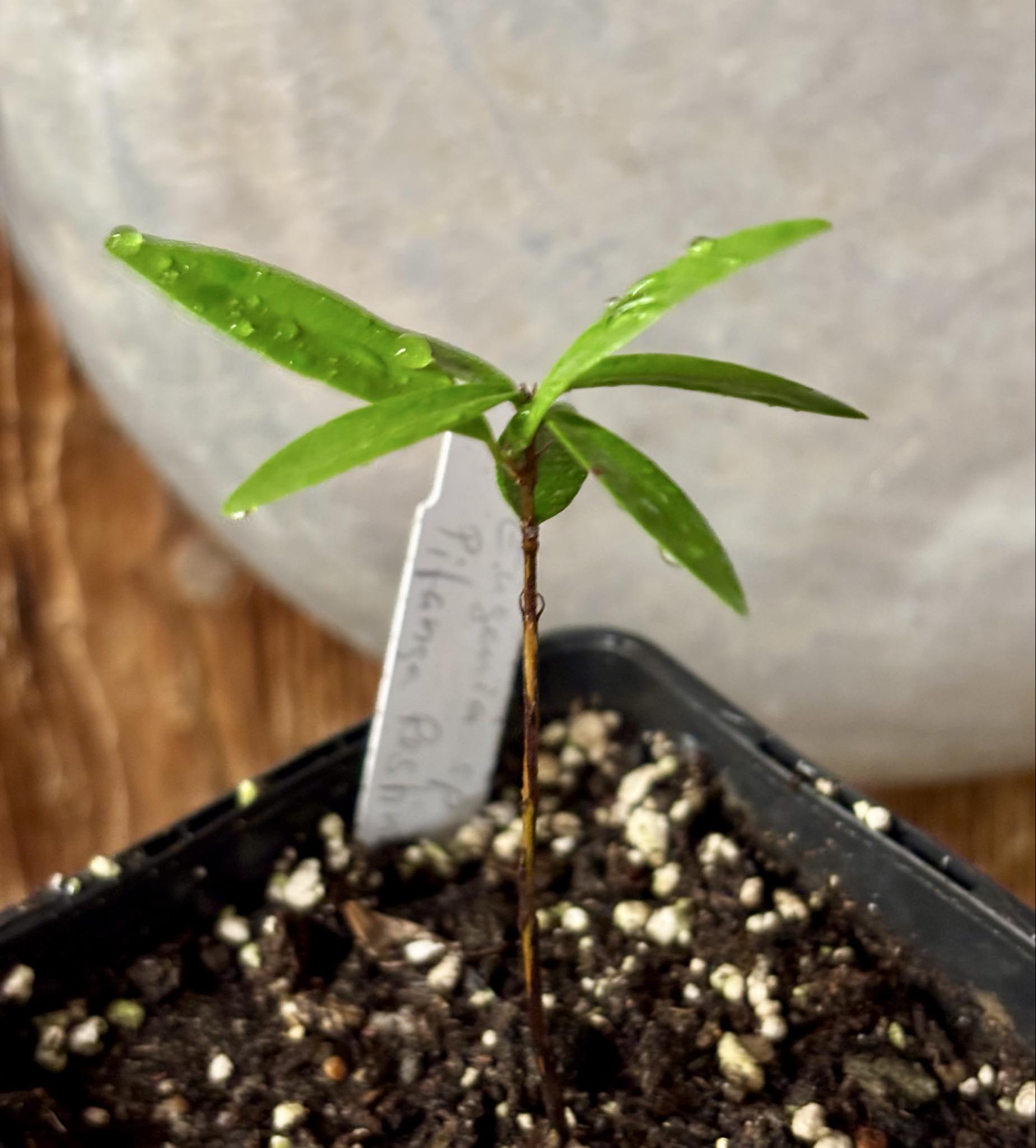 Eugenia sp Pitanga da Restinga -  1 small potted seedling / 1 kleiner, getopfter Sämling