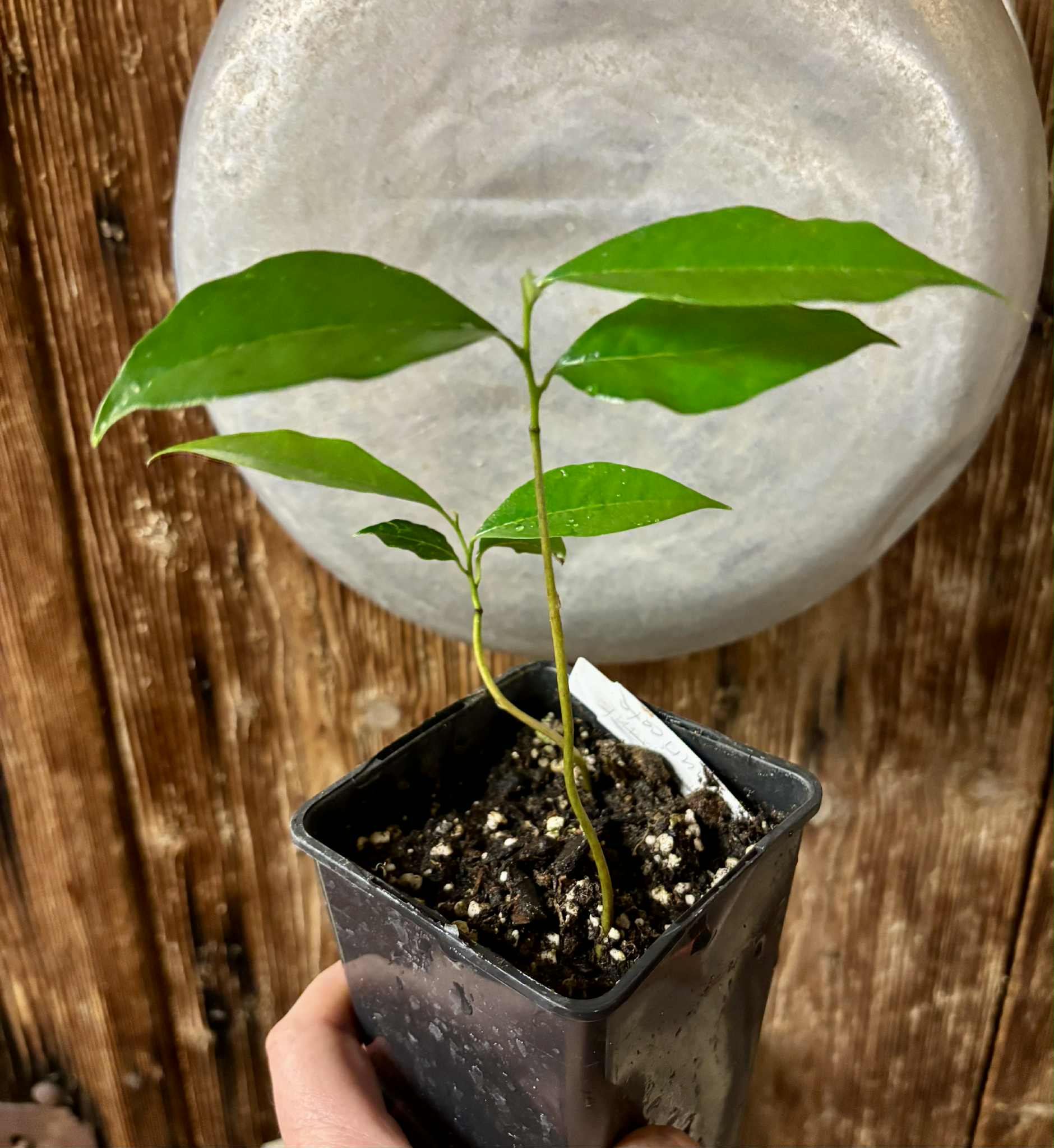2 in 1 pot - Annona muricata - Soursop / Stachelannone - 1 potted seedling / 1 getopfter Sämling