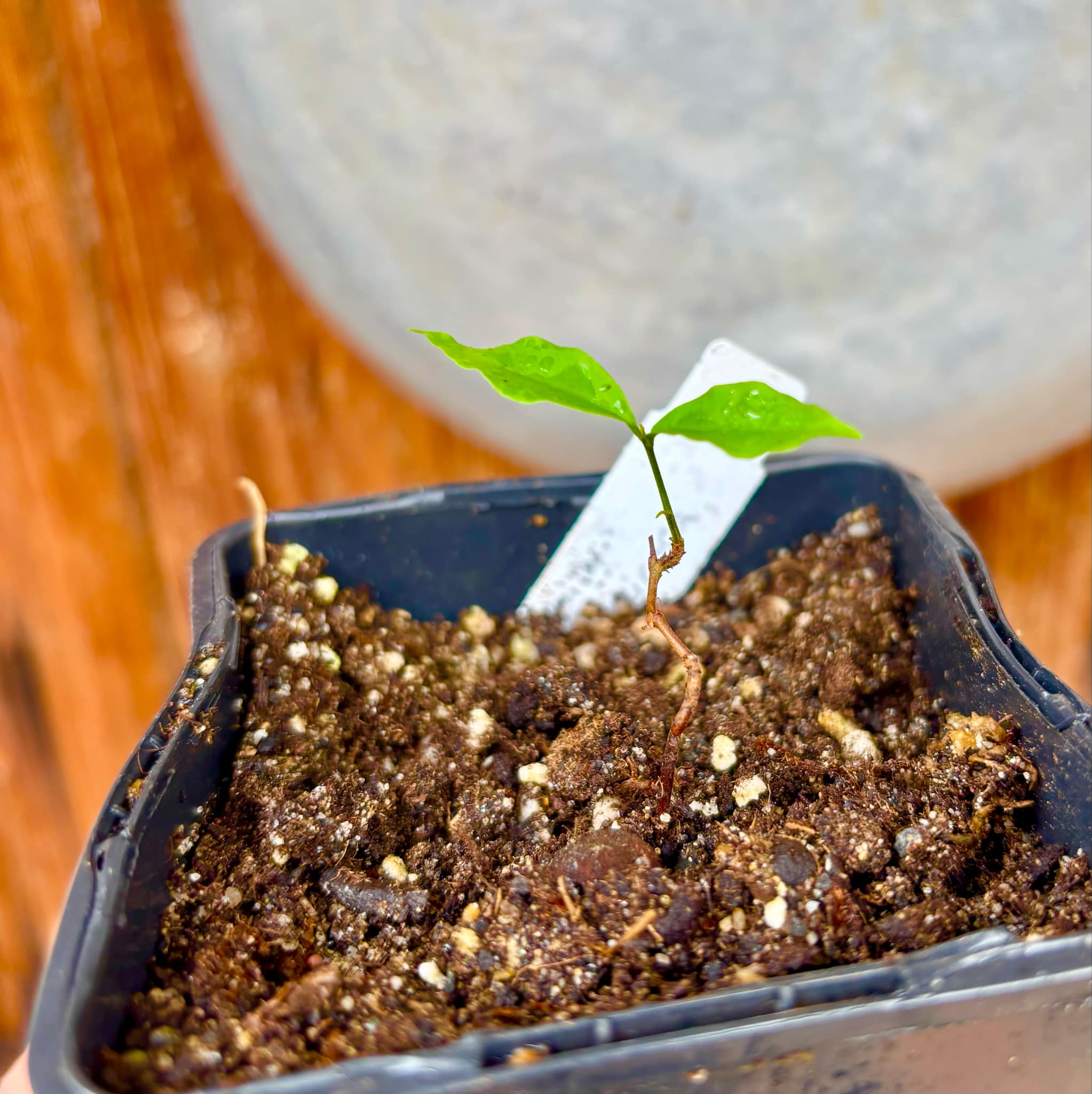 Eugenia neoverucosa - 1 small potted seedling / 1 kleiner, getopfter Sämling