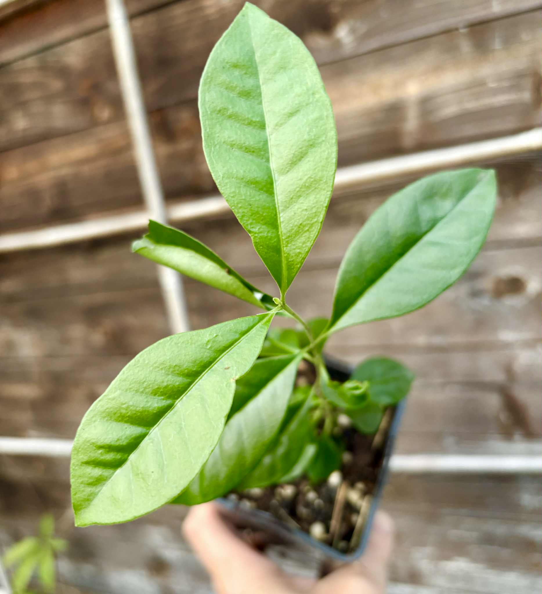 Psidium cattleyanum - Strawberry Guava  - 1 potted plant / 1 getopfte Pflanze