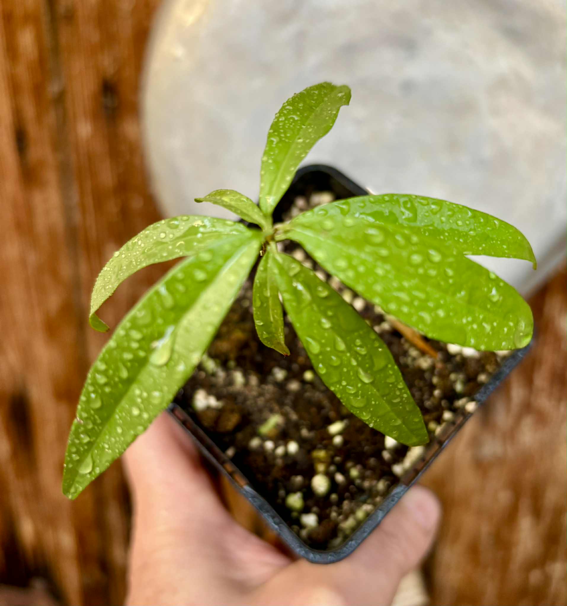 Eugenia pruniformis - Ameixa da Preta - 1 potted plant / 1 getopfte Pflanze