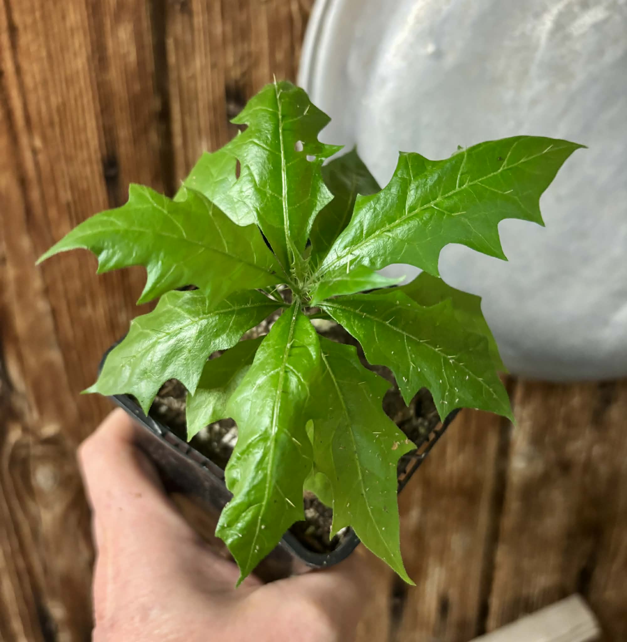 Juá do Jequitinhonha (Solanum schizandrum) - 1 potted seedling / 1 getopfter Sämling