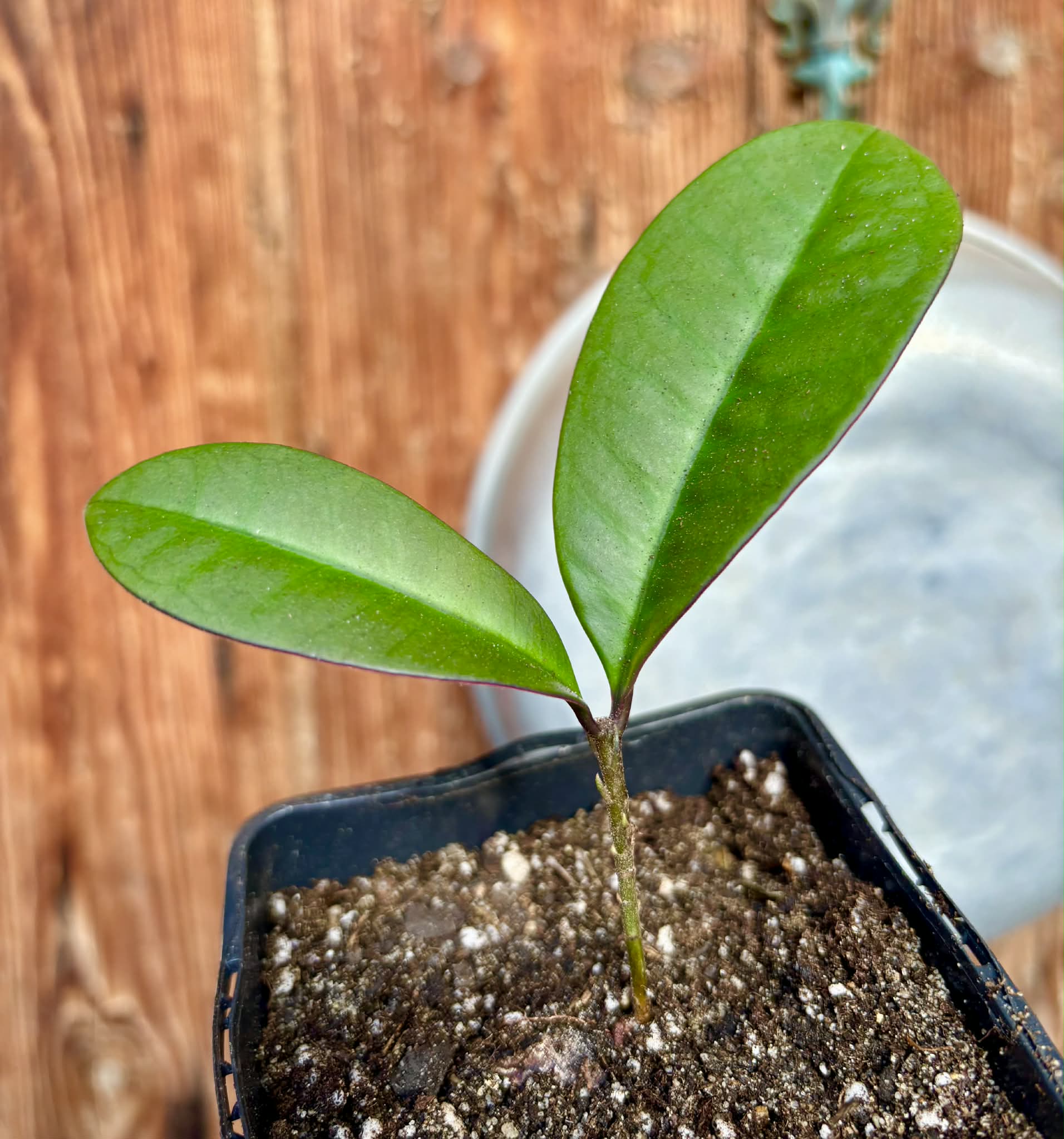 Eugenia sp Essencia negra - 1 potted seedling / 1 getopfter Sämling