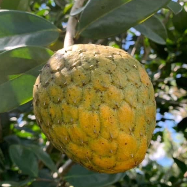 Annona salzmannii - 1 fresh seed / 1 frischer Samen