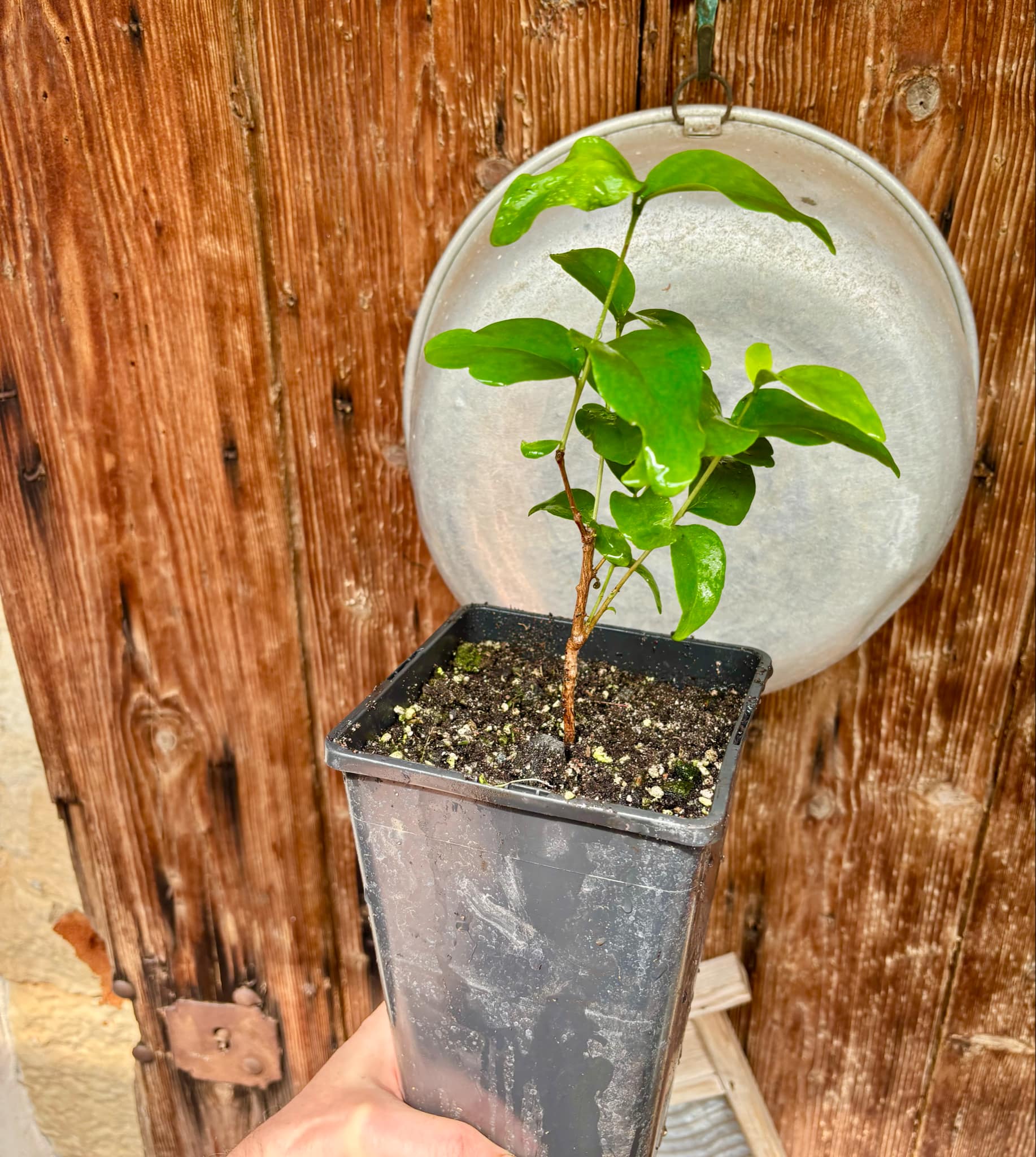 Eugenia sp Laranja Serralandia - 1 potted plant / 1 getopfte Pflanze